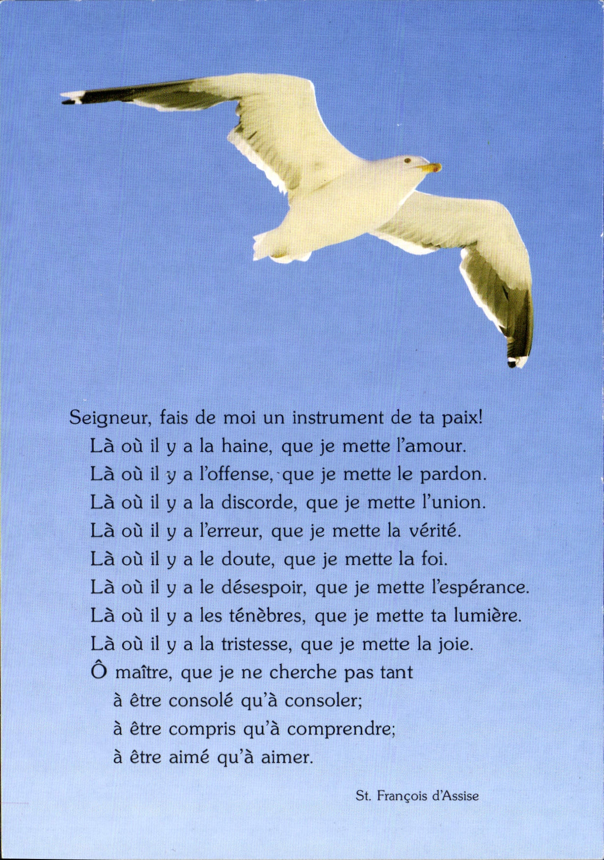 CPM Mouette Oiseau