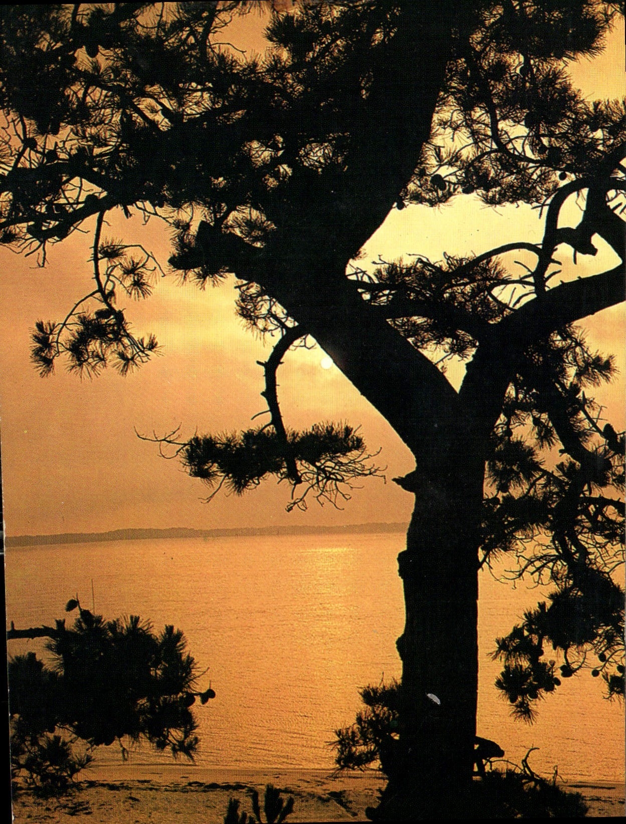 CPM Cote Aquitaine Bassin d'Arcachon Gironde Coucher de soleil sur le bassin 