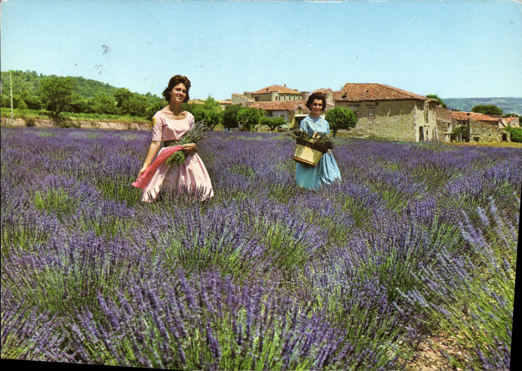 CPA Culture de la Lavande Folklore