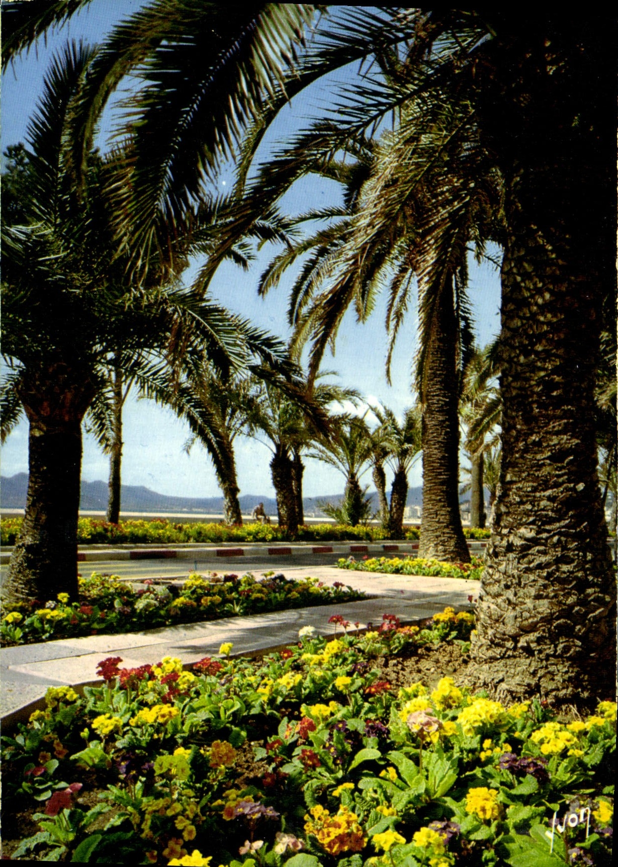 CPA Couleurs et Lumiere de France la Cote d'Azur miracle de la nature Cannes Alpes Maritimes les Par