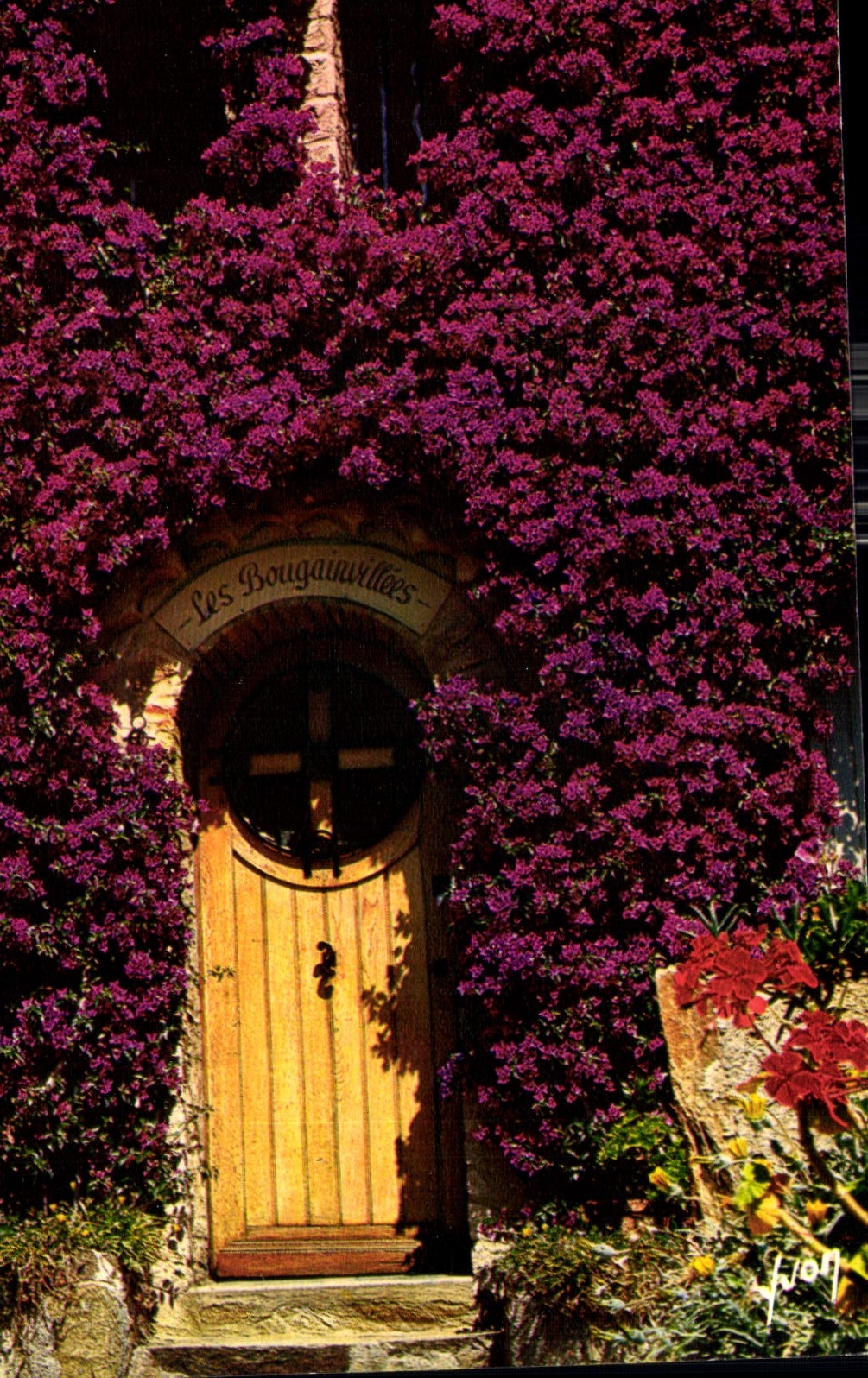 CPA Couleurs et Lumiere de France la Cote d'Azur les Bougainvillees en fleurs