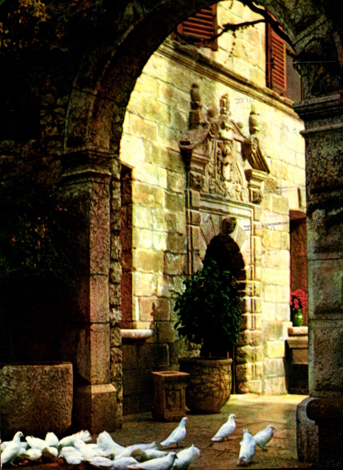 CPA Couleurs et Lumiere de France la Cote d'Azur miracle de la nature les Colombes blanches de Saint