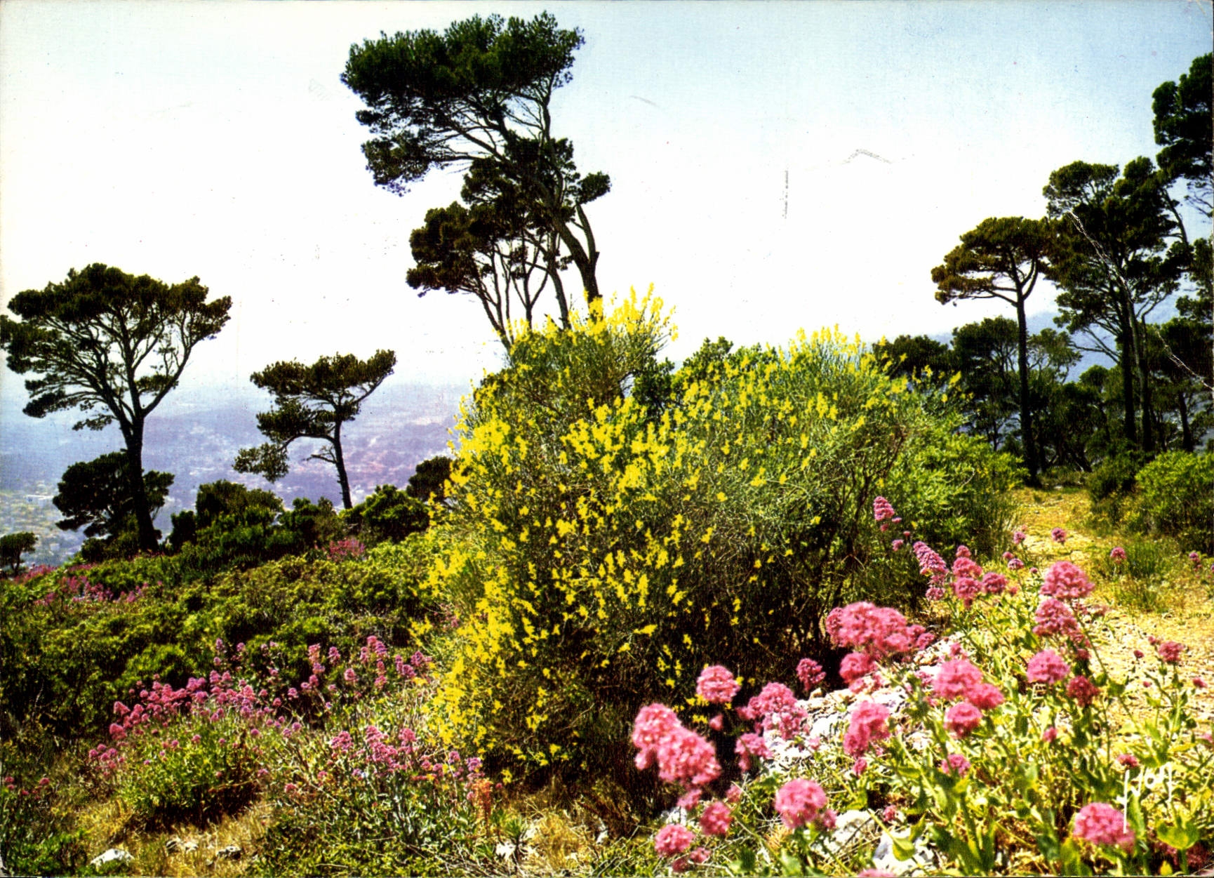 CPM La Cote d'Azur Miracle de la Nature Paysage de la Cote d'Azur