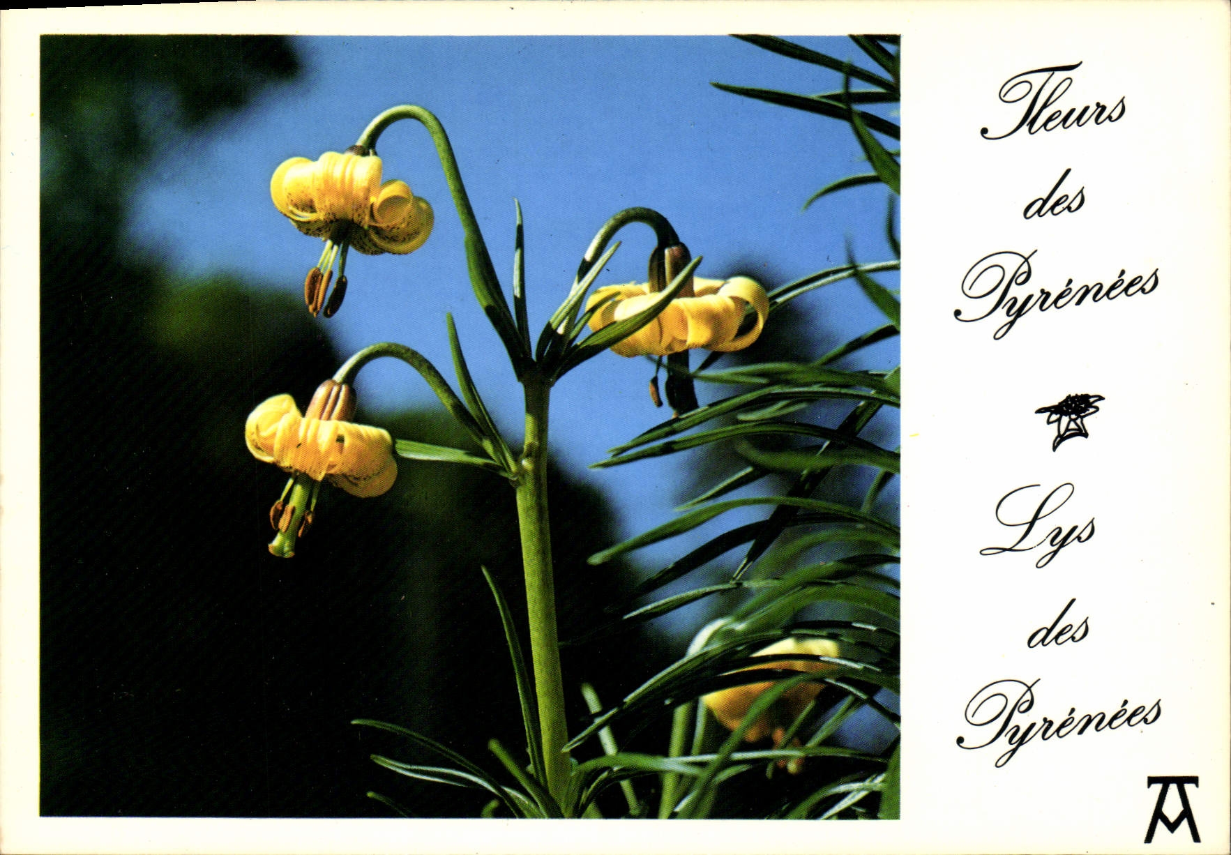 CPM Fleurs des Pyrenees 