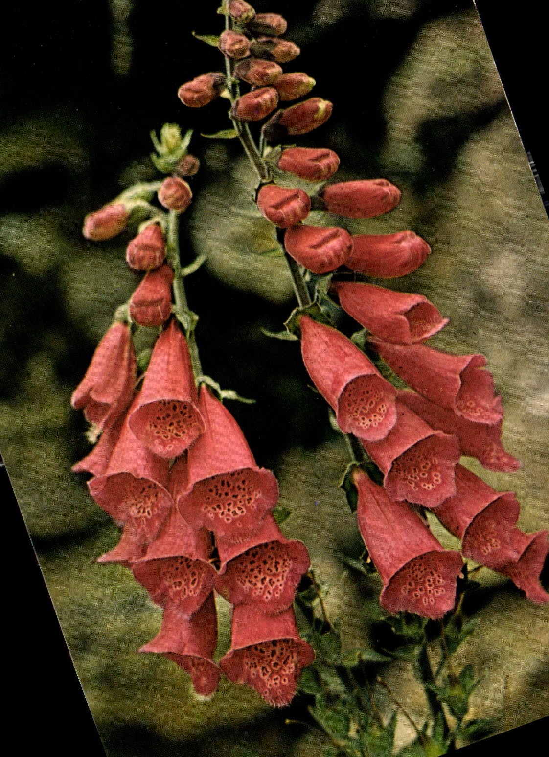 CPM Fleurs des Pyrenees Digitale 
