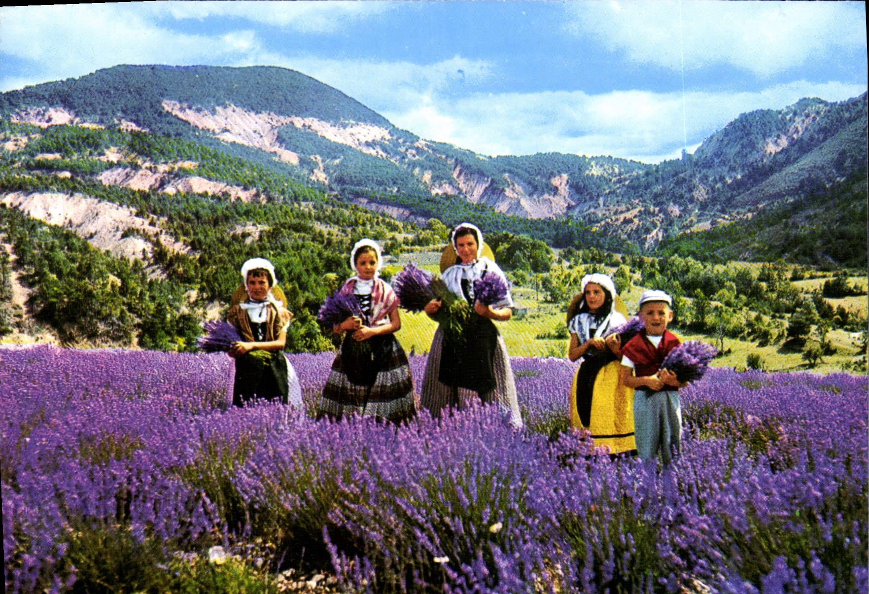 CPM Cueillette de La Lavande 