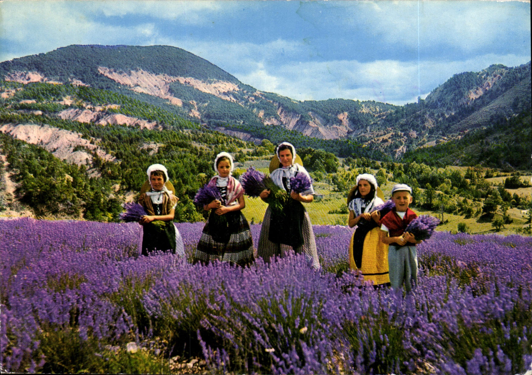 CPM Les Sites Merveilleux de la Cote d'Azur La Cueillette de la Lavande