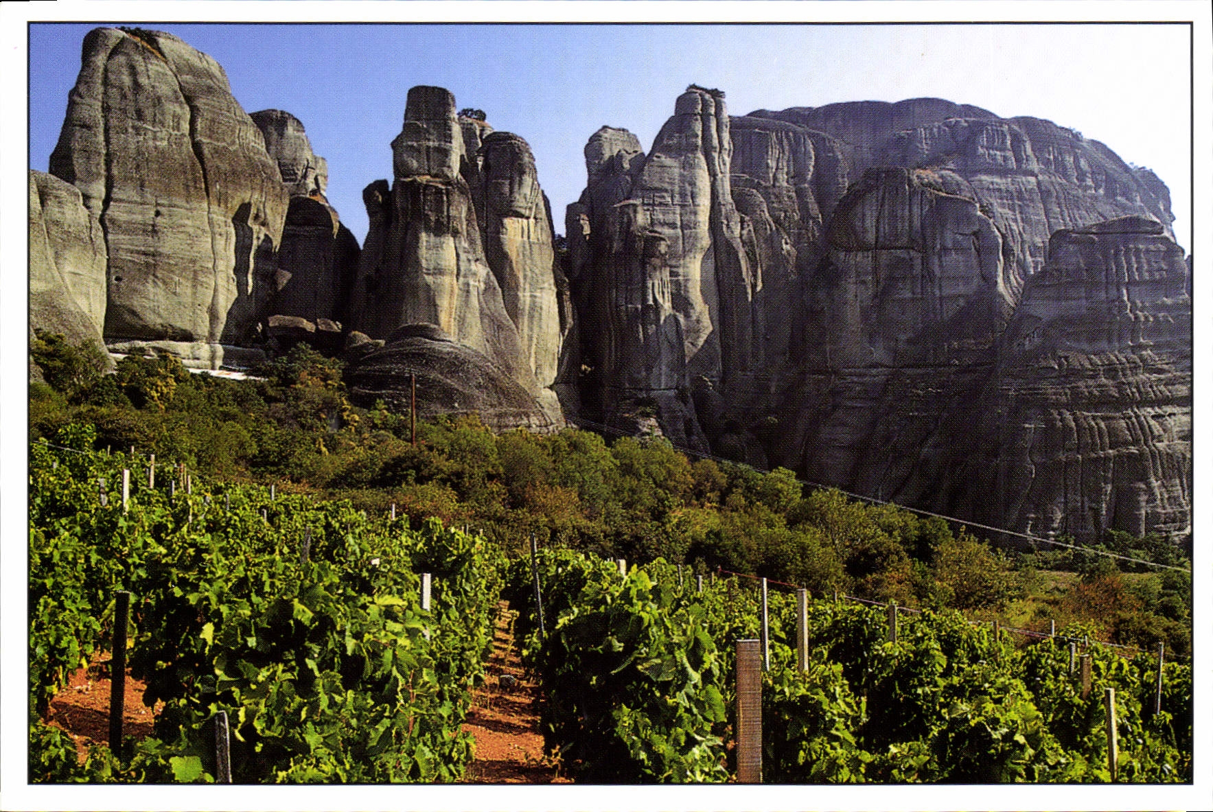 CPM Un des plus veux vignobles du monde du pied des monts Meteore en Thessalie Grece