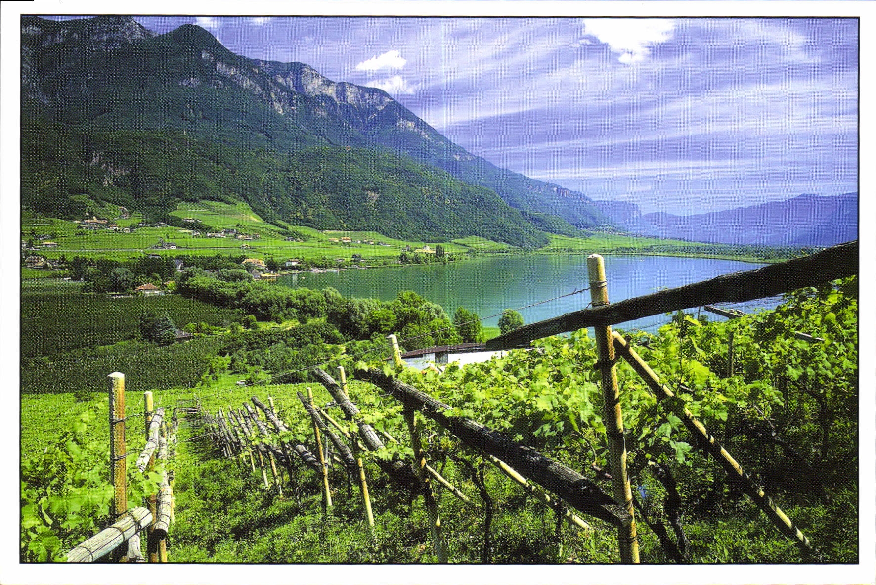 CPM Italie Vignoble de Haut Adige entre montagne et le lac de Caldaro