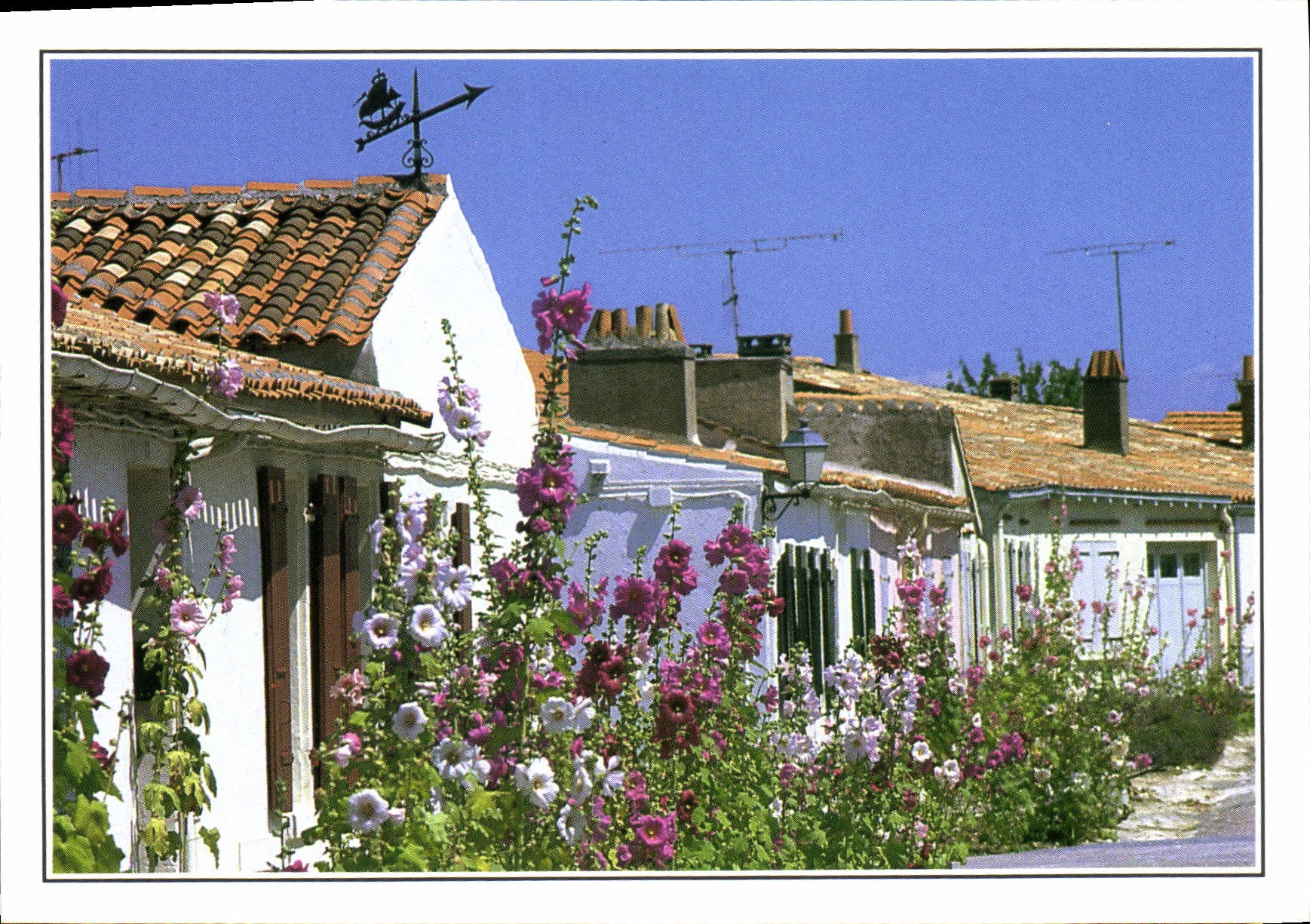 CPM Ile d'Aix Ruelle typique avec ses Roses Tremieres 