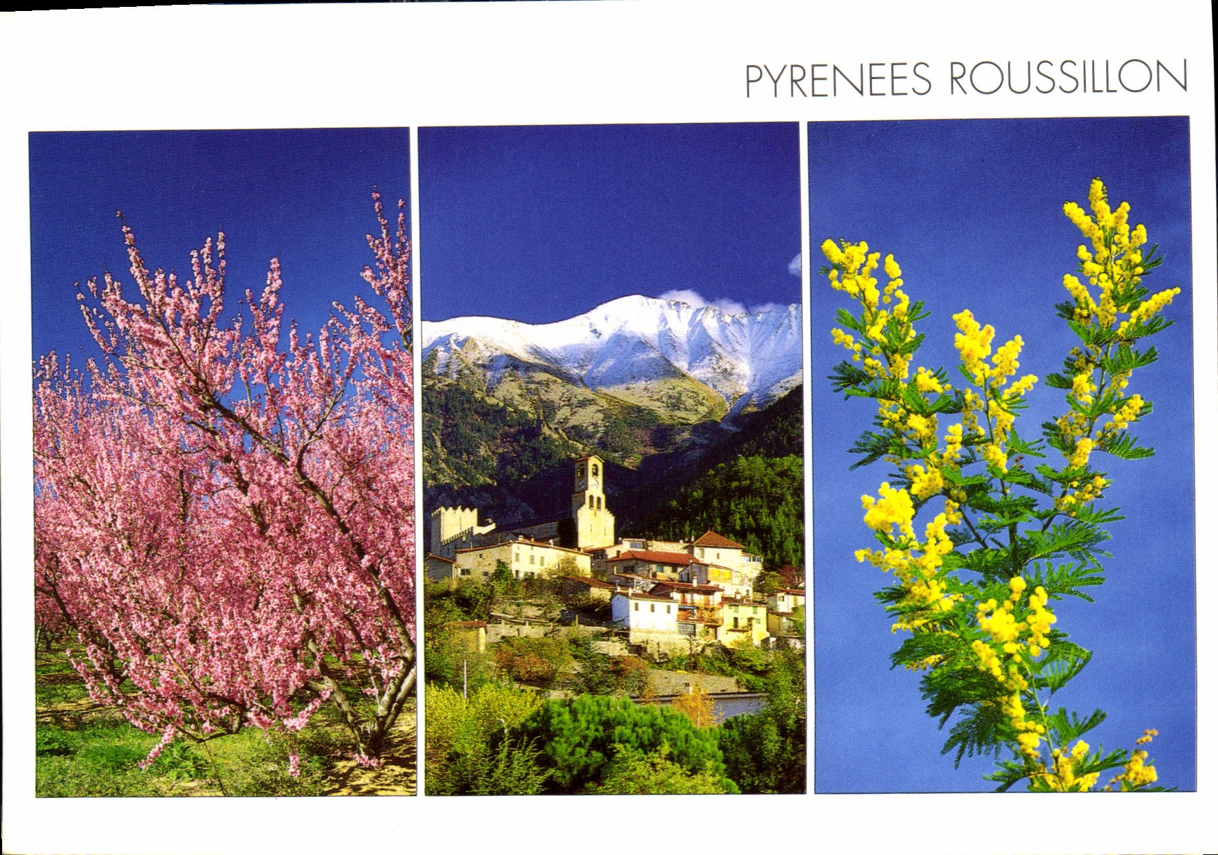 CPM Pyrenees Roussillon Le rose des pechers fleuris et l'Or des mimosas eclatent dans un ciel d'Azur