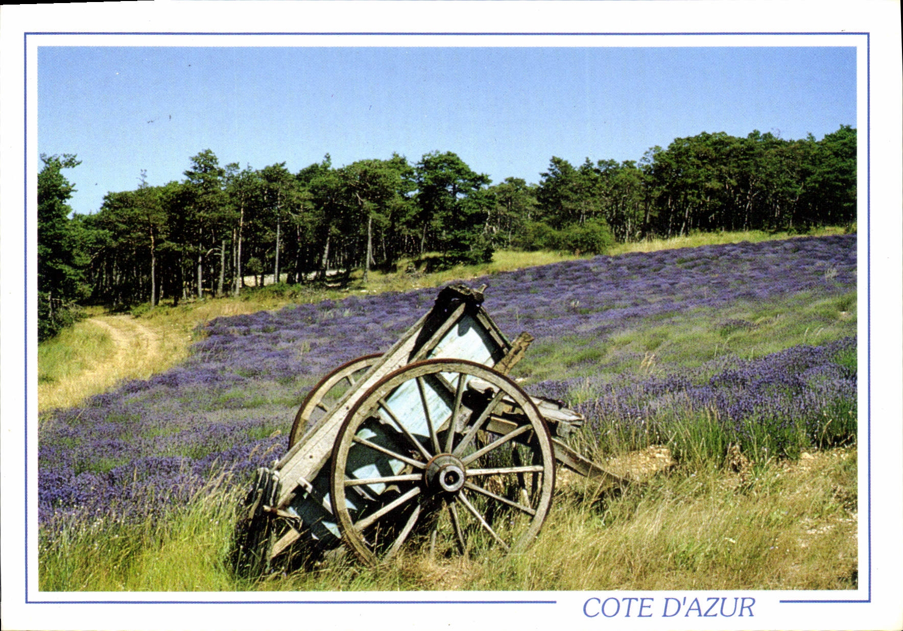CPM Au pays de la Lavande Dans le Calme et la detente Cote d'Azur