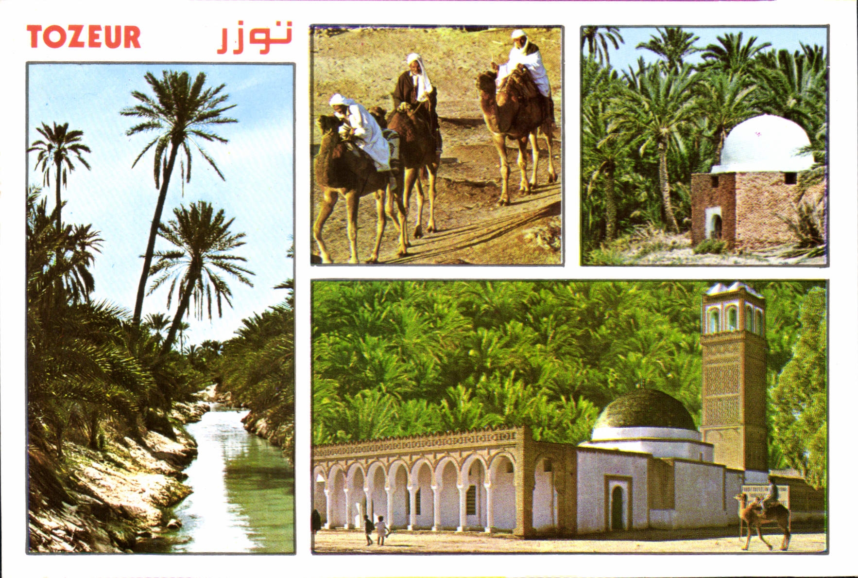 CPM Tunisie Oasis de Tozeur 