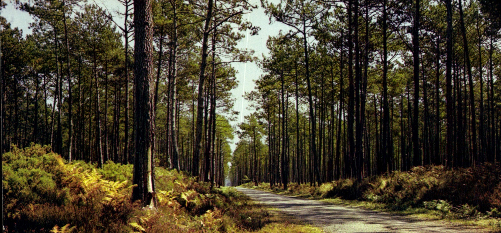 CPM Dans nos forets de gascogne La Pinede
