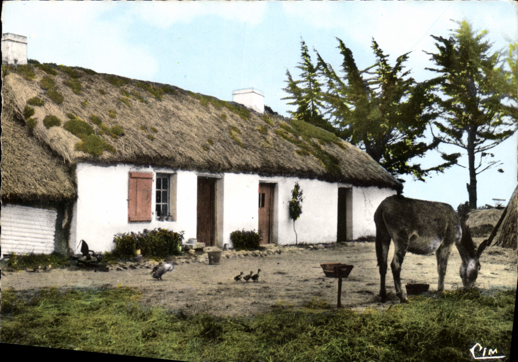 CPM Vision en Vendee Au Pays Maraichin Ane Mule