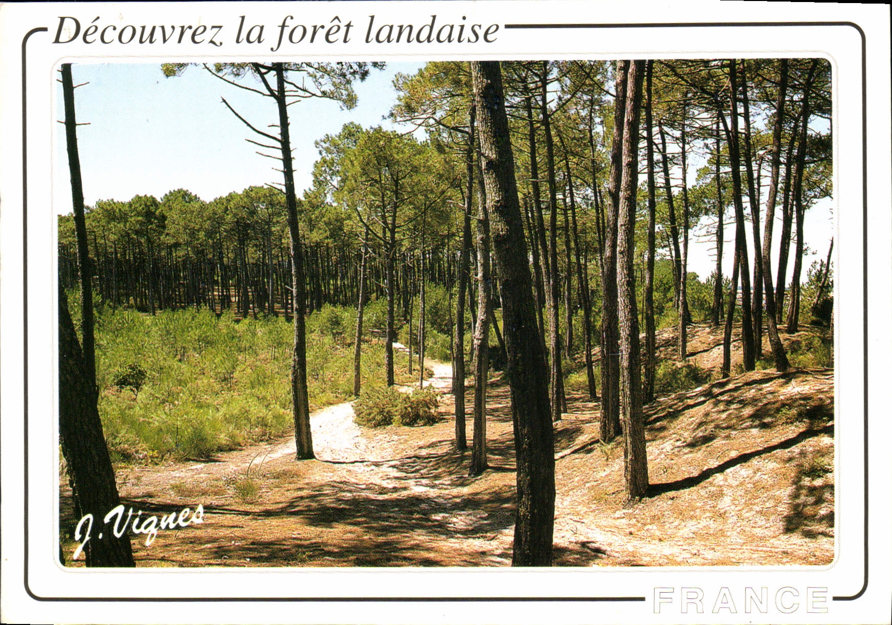 CPM Decouvrez la foret landaise 
