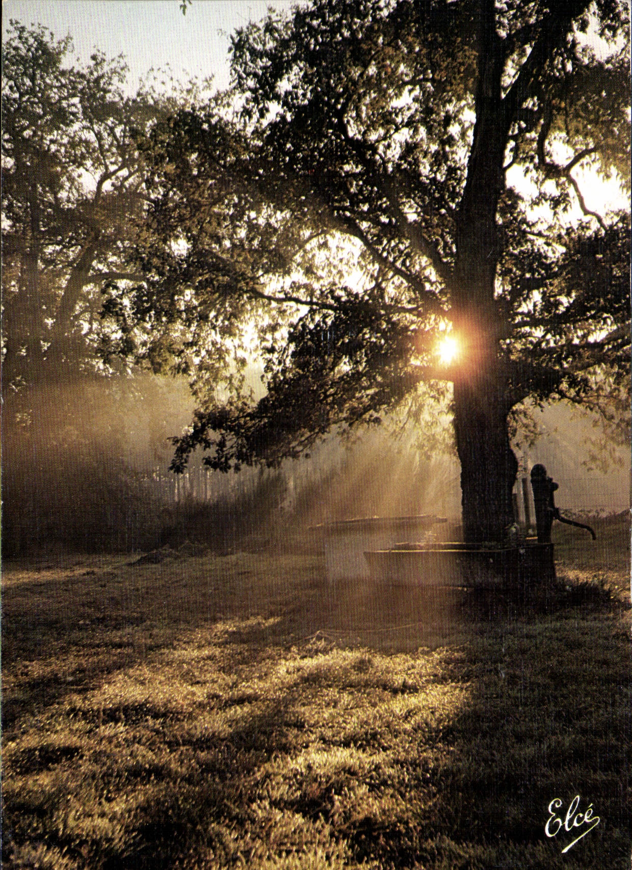 CPM Landes Coucher de Soleil dans la foret