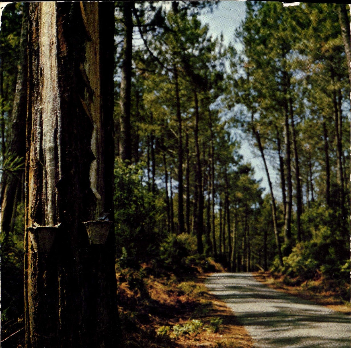 CPM Visage des Landes Route en Foret