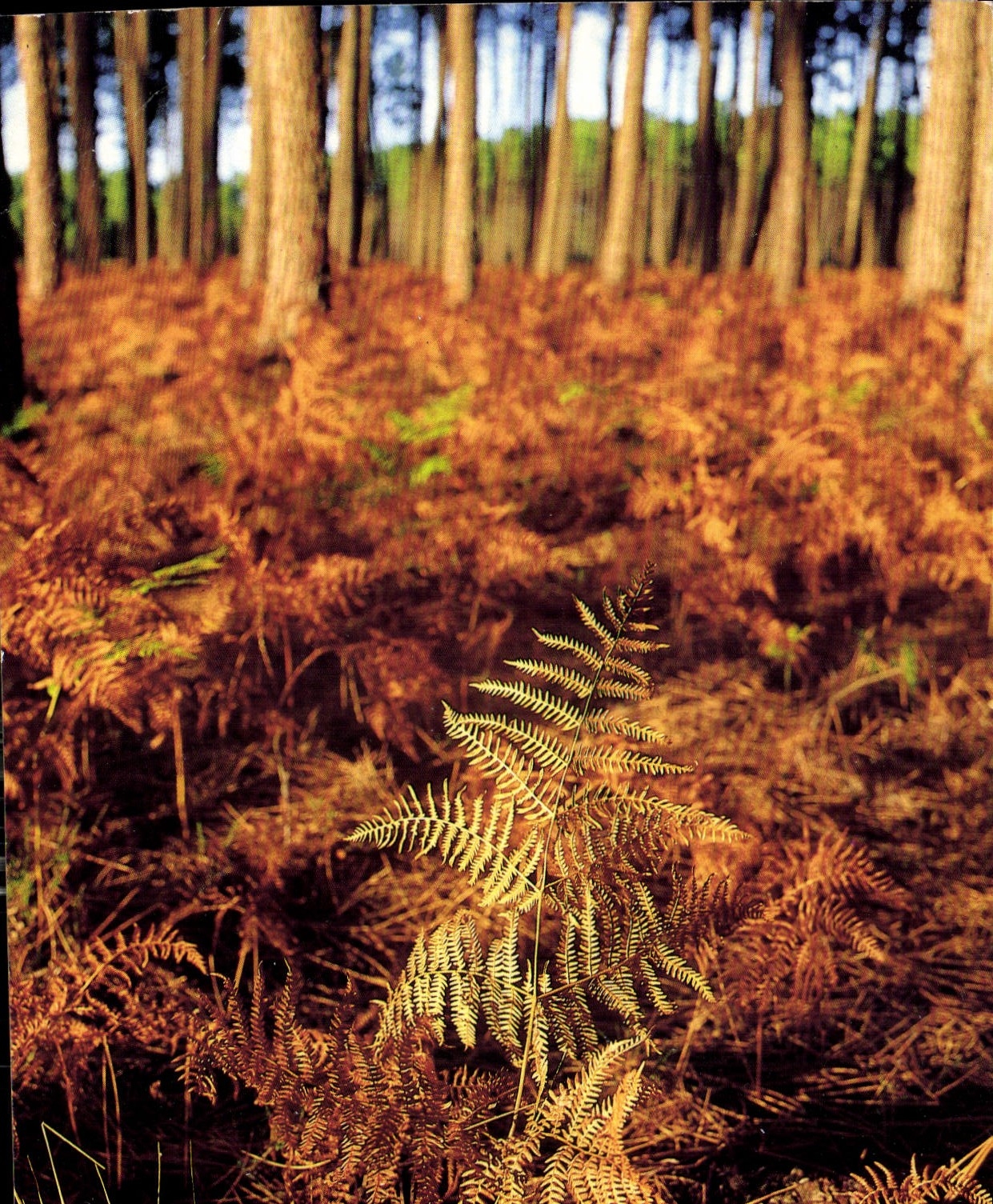 CPM La France Les Landes Touristique La Foret Aquitaine 