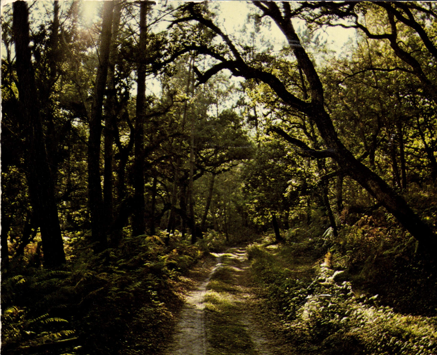 CPM Visage des Landes Sentier en foret 