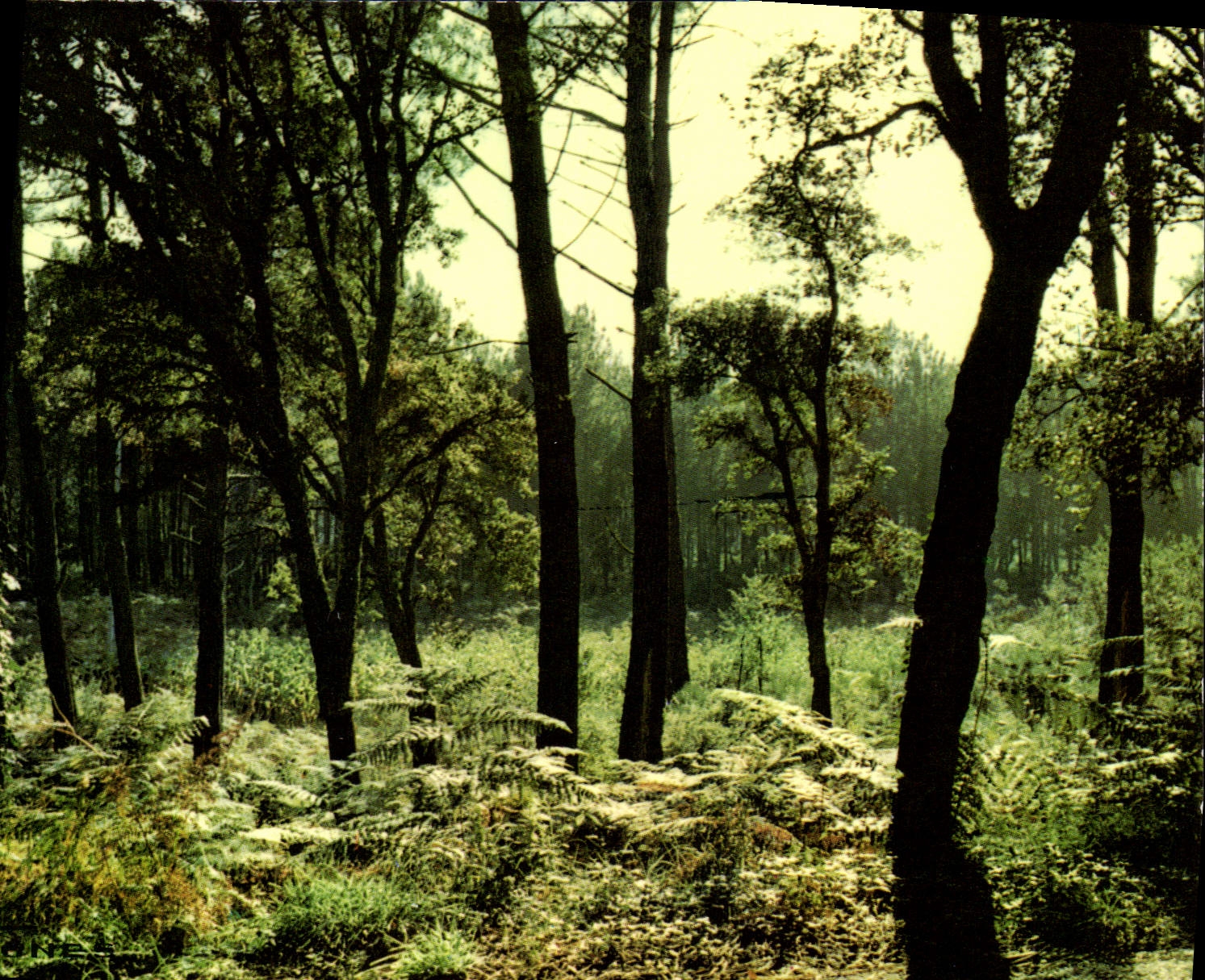 CPM Foret d'Automne Contre Jour 