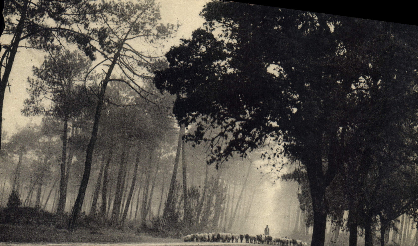 CPM Les Landes de Gascogne 