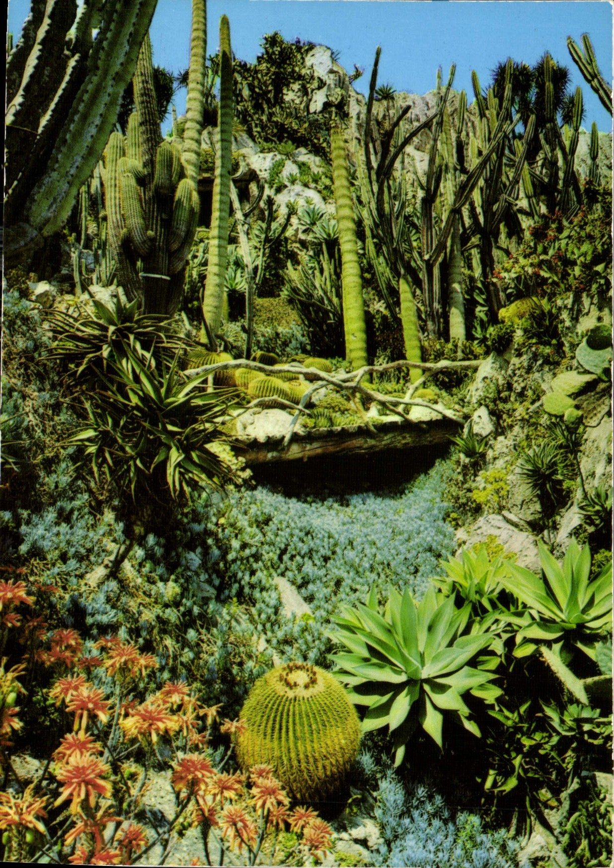 CPM Principaute de Monaco Le Jardin exotique
