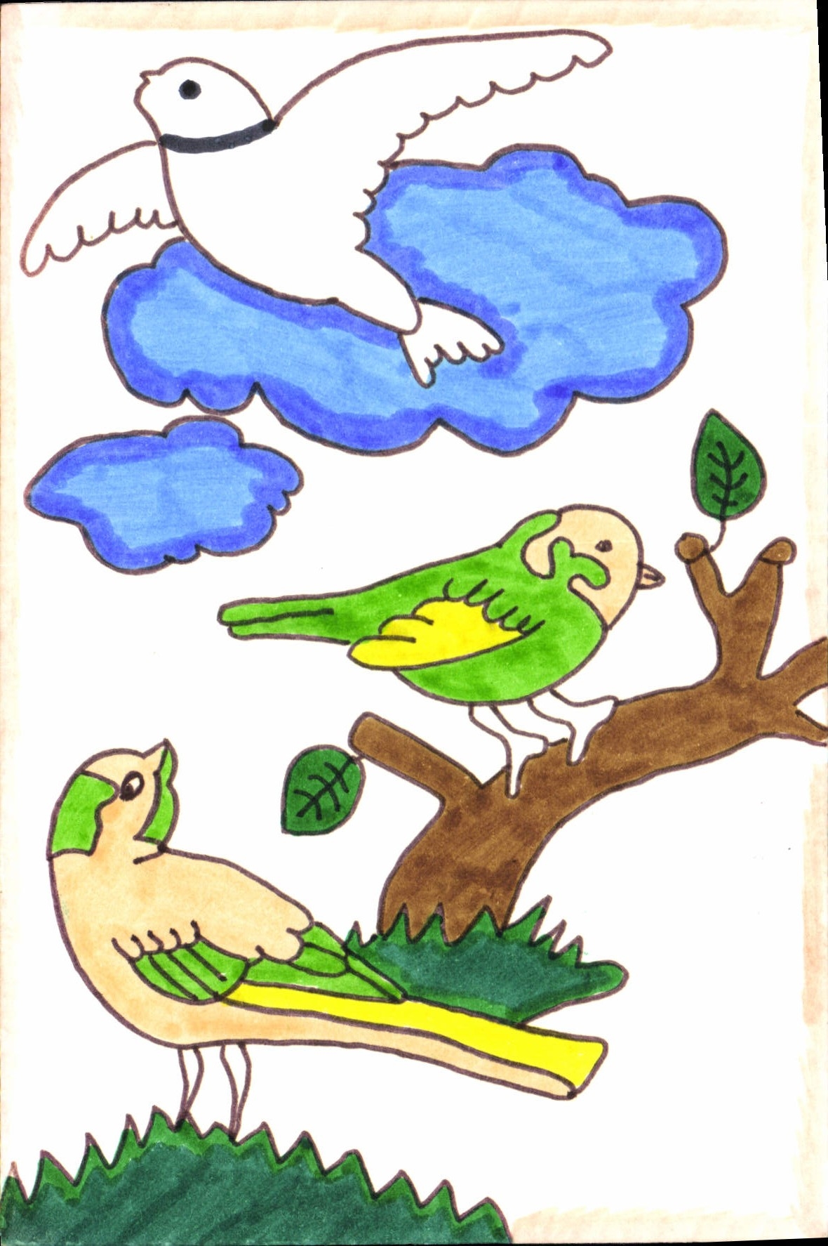 CPM Oiseaux (dessin a la main)