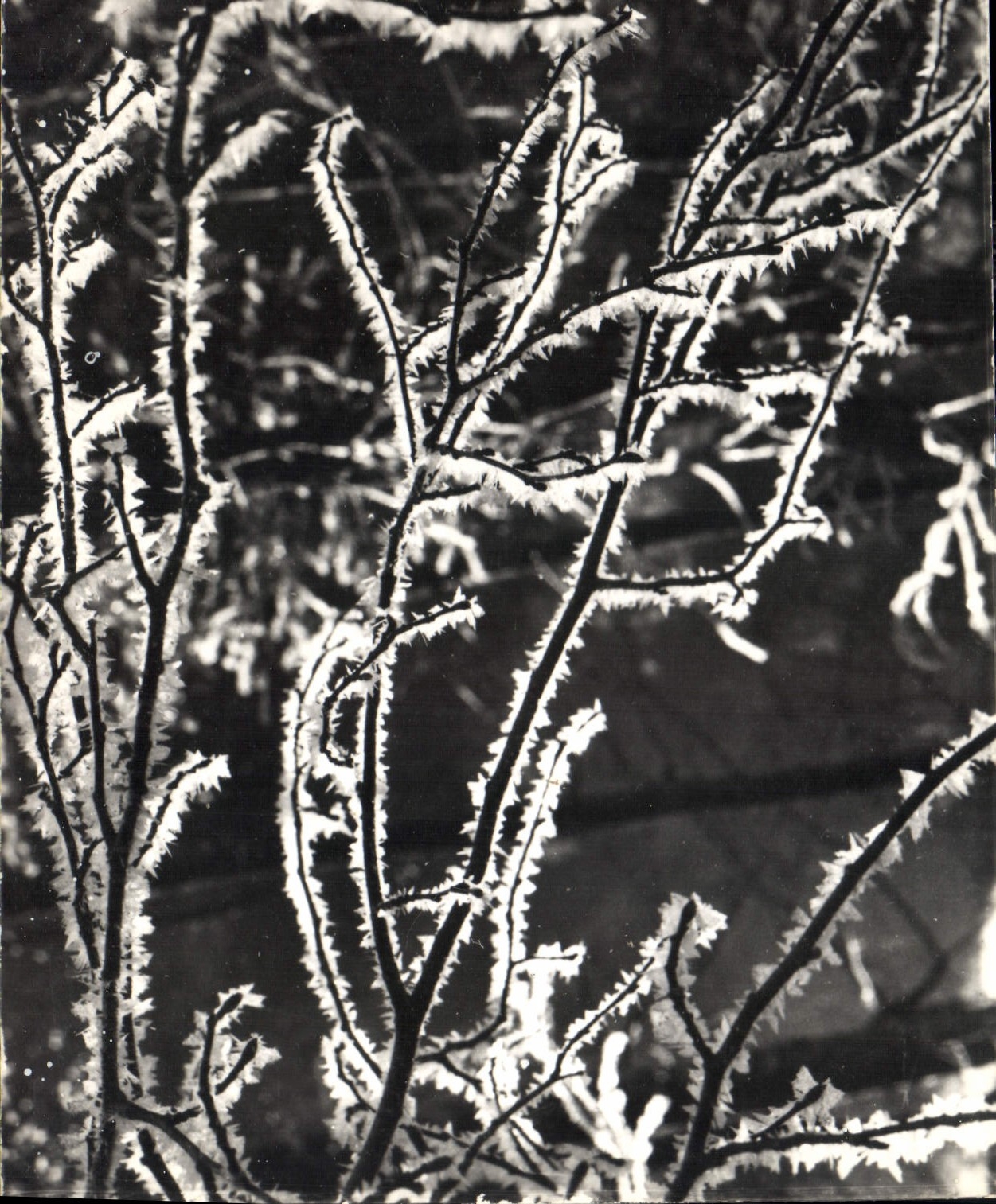 CPM Les Alpes vues par Giet Effets de givre