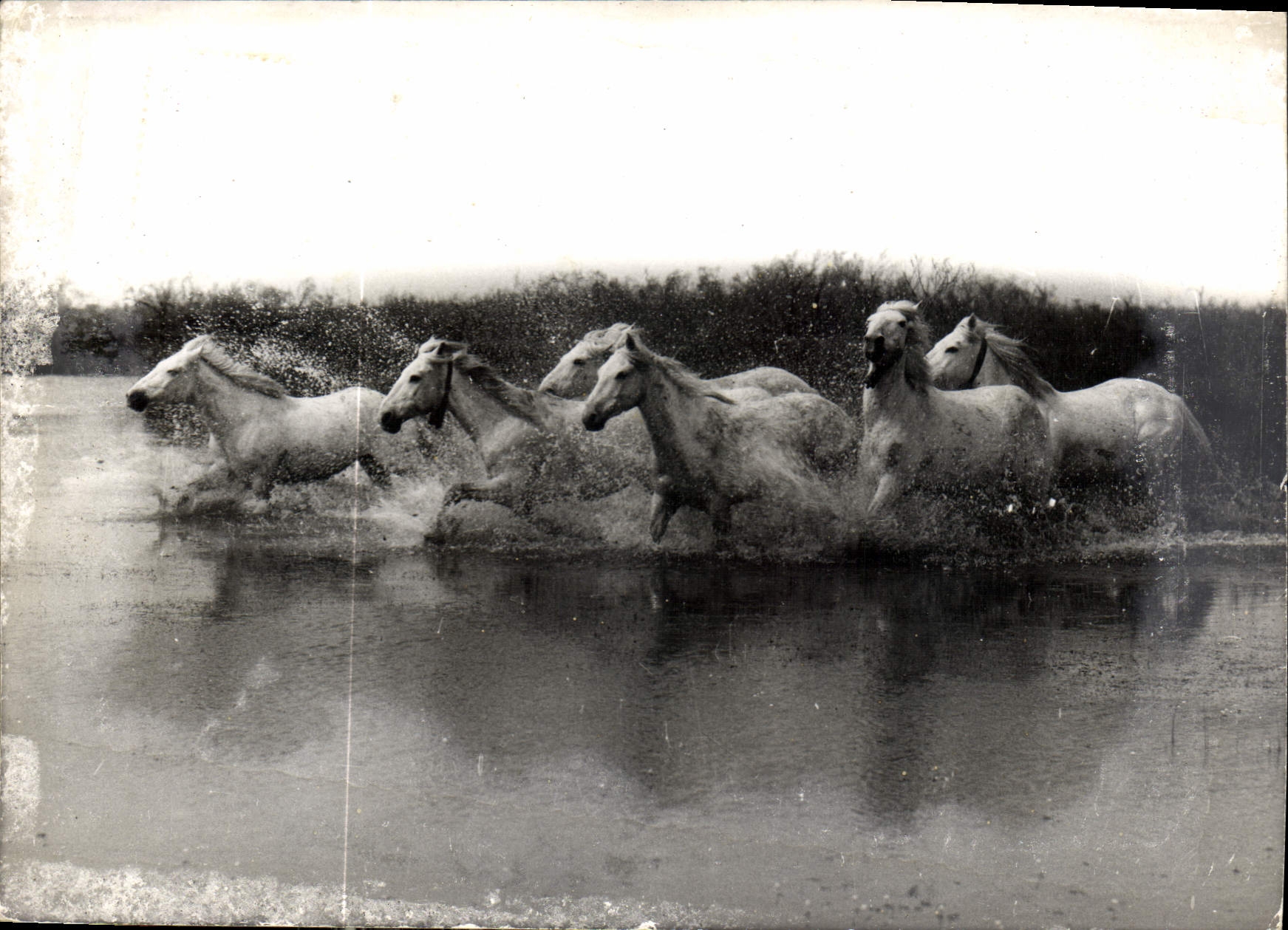 CPA Chevaux