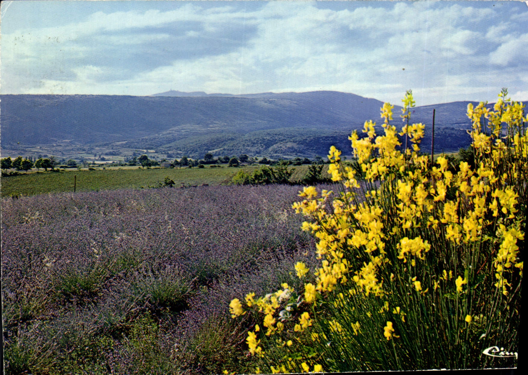 CPM Image de Provence Senteur des Lavandes 