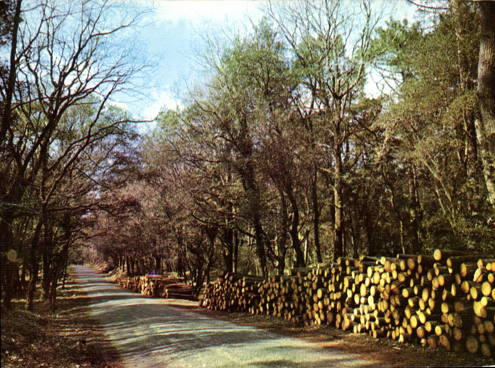CPM Royan Route en Foret 