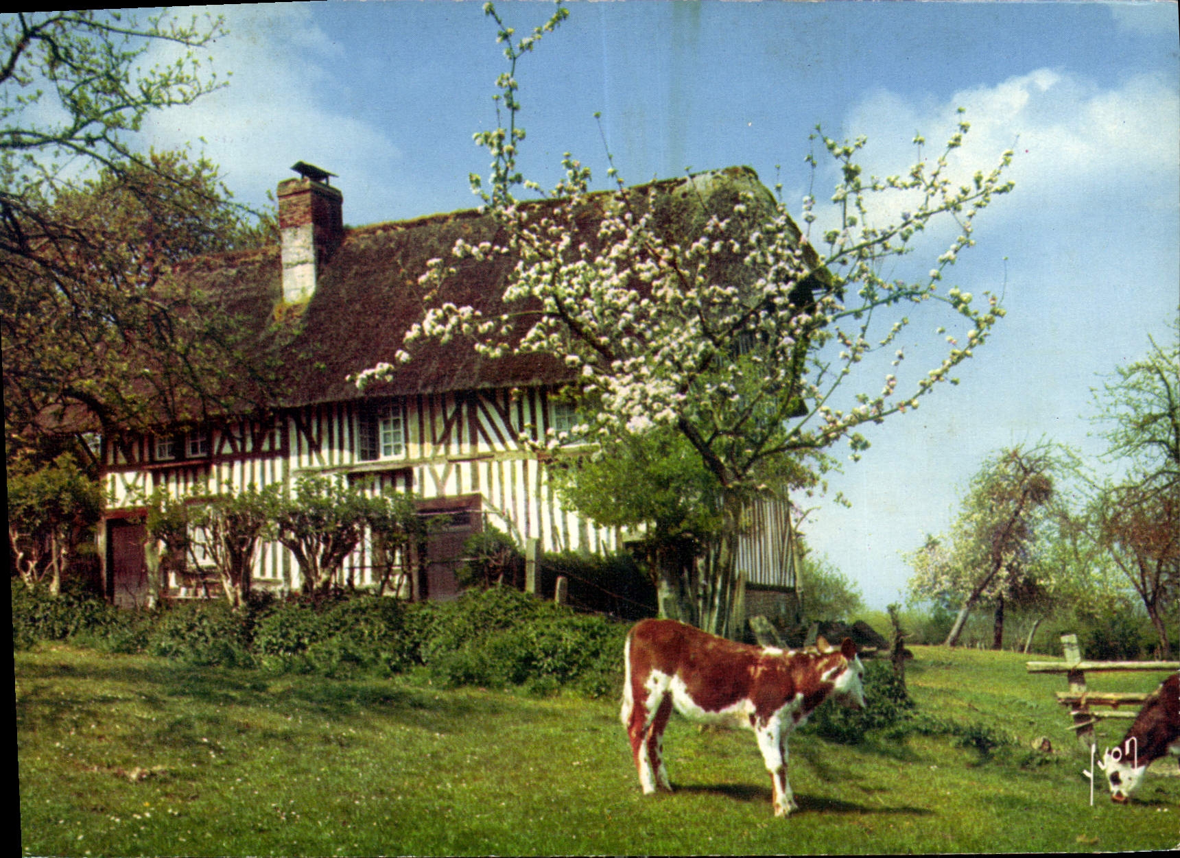 CPM Couleurs et lumiere de France la luxuriante Normandie 
