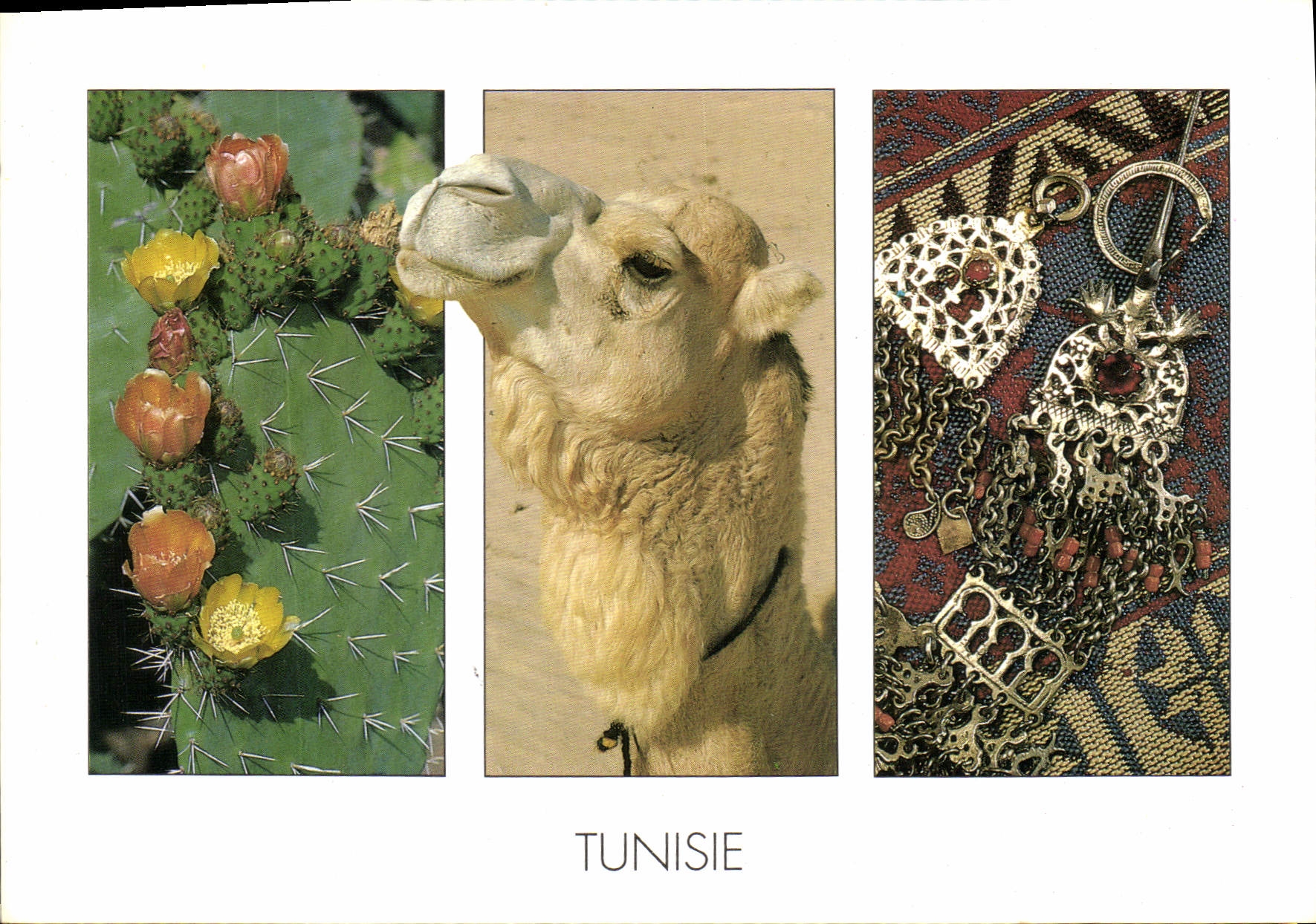 CPM Tunisie Chameau