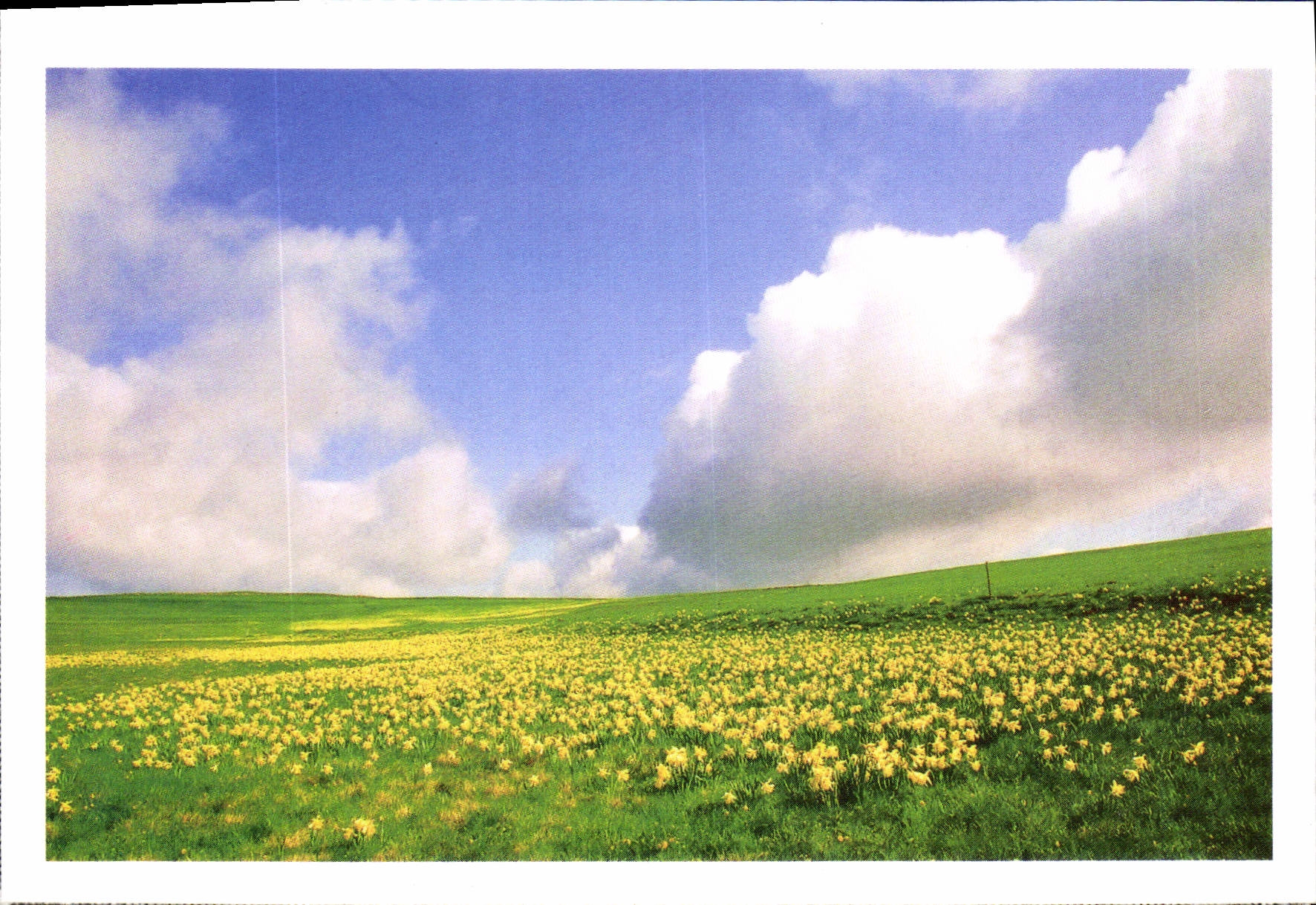 CPM Sauvons nos paysages Jonquilles sur les plateaux de Haute Loire 