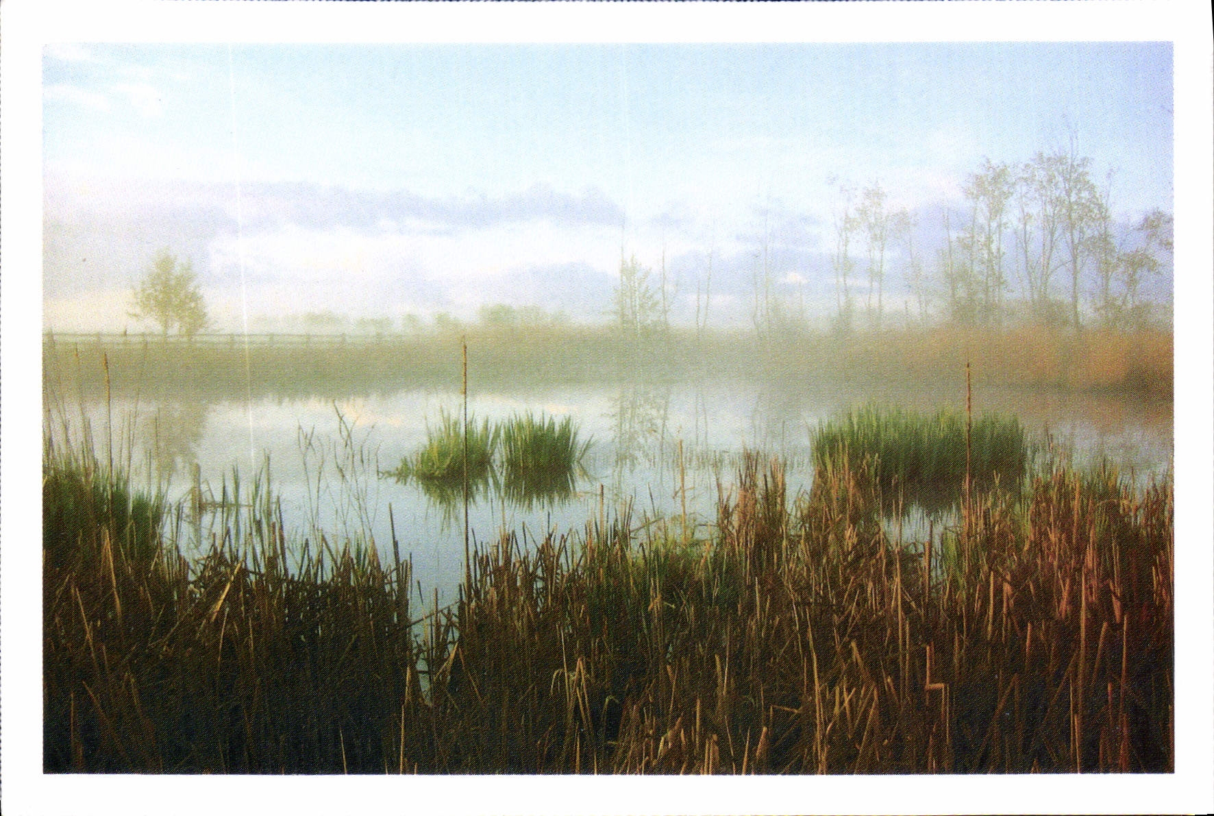 CPM Sauvons nos paysages Roselieres dans le marais Vendeen 