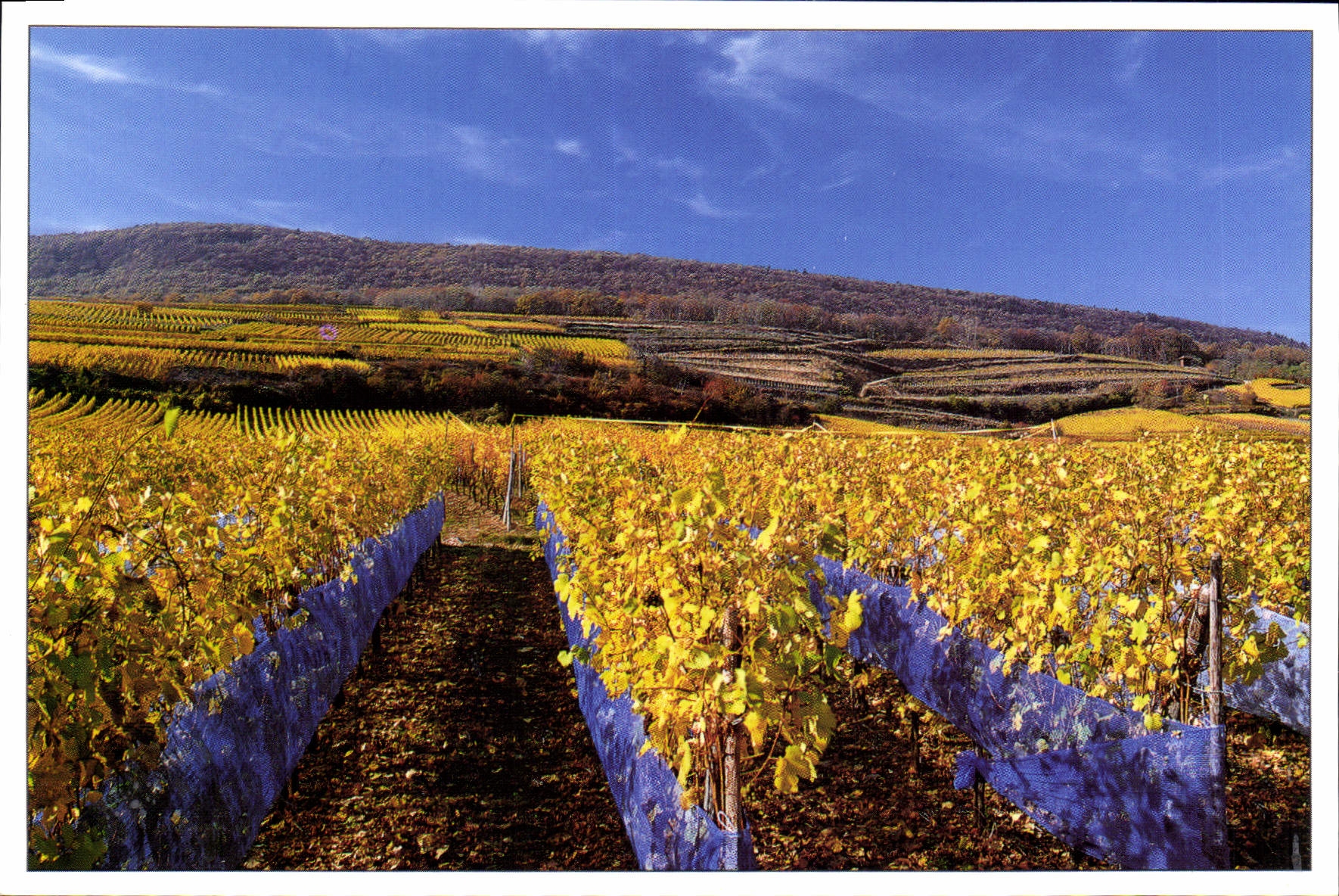 CPM Vendanges tardives