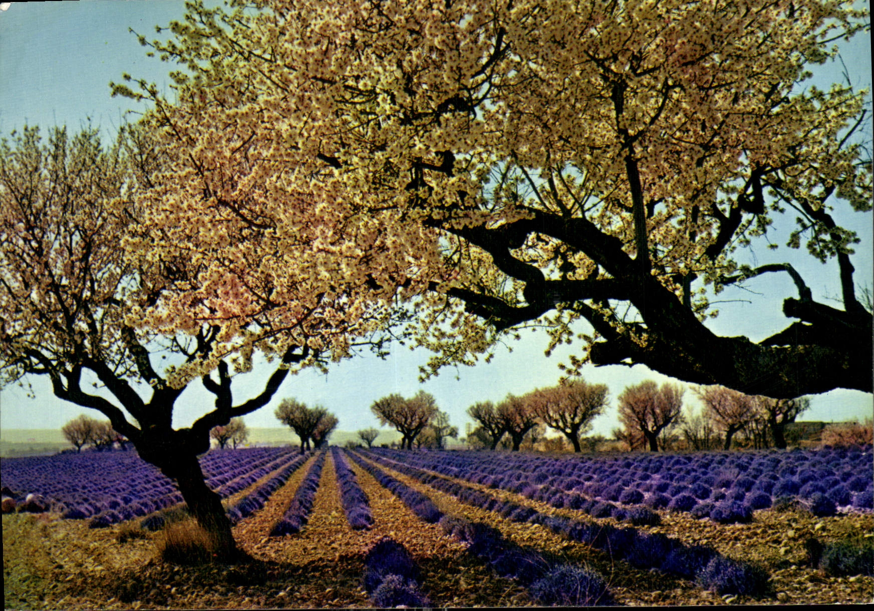 CPM Champ de lavande 