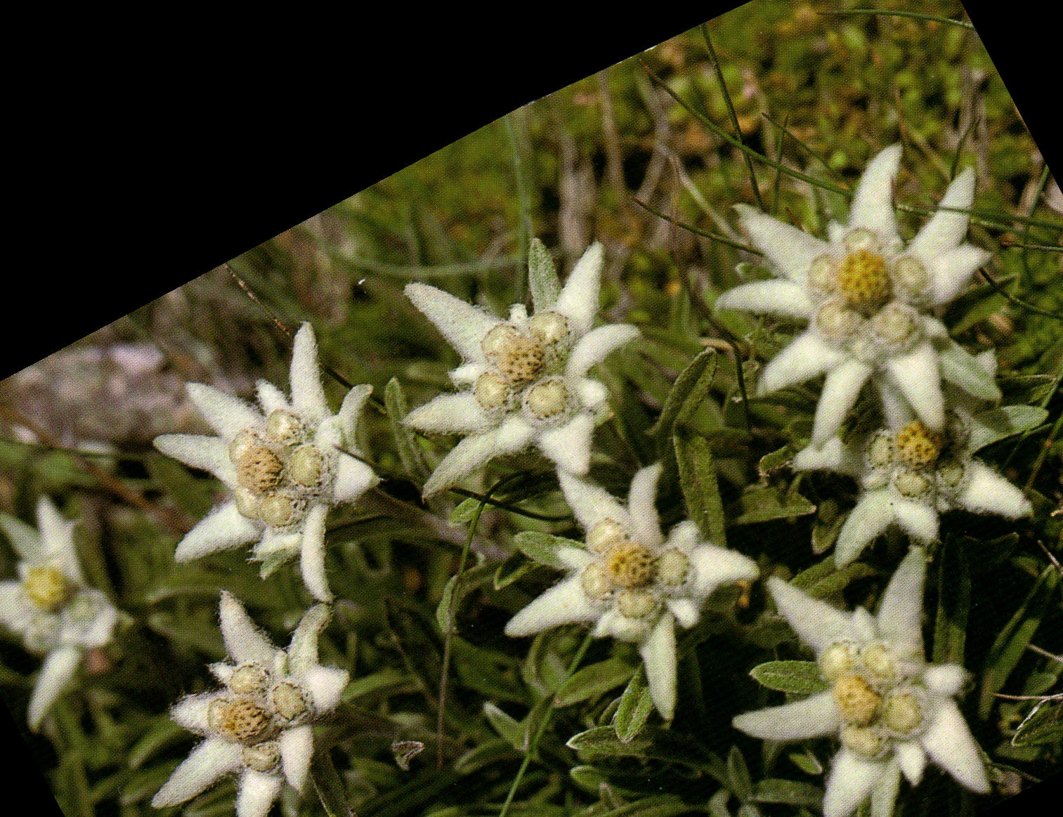 CPM Edelweiss Leontopodium alphinum