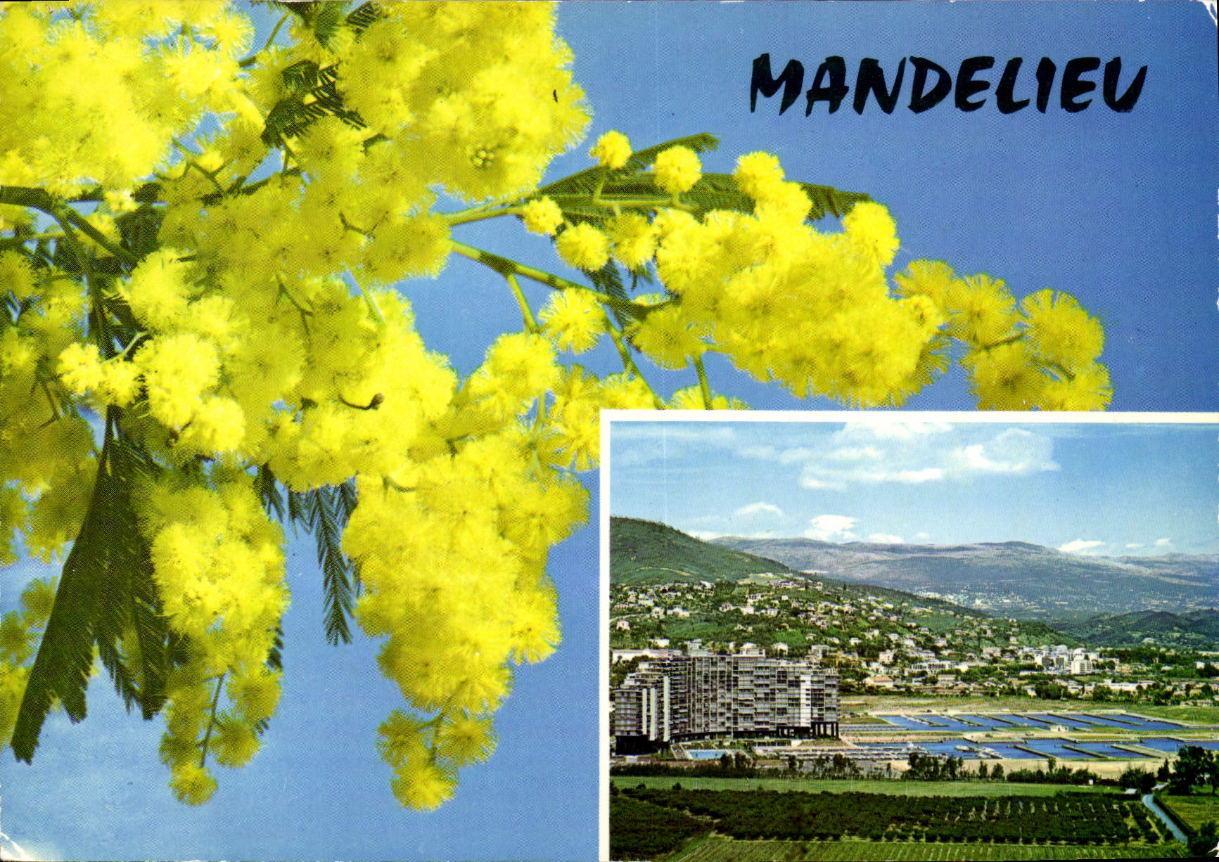 CPM Mandelieu Le pays du mimosa vue generale