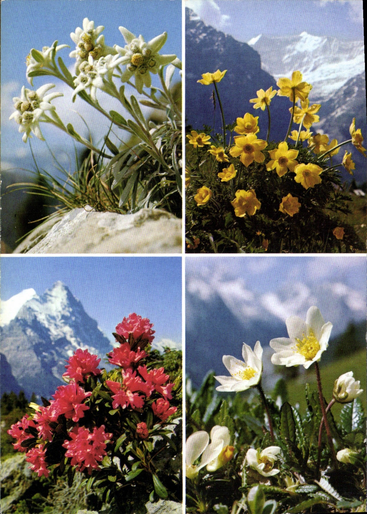 CPM Edelweiss Etoile des Alpes 