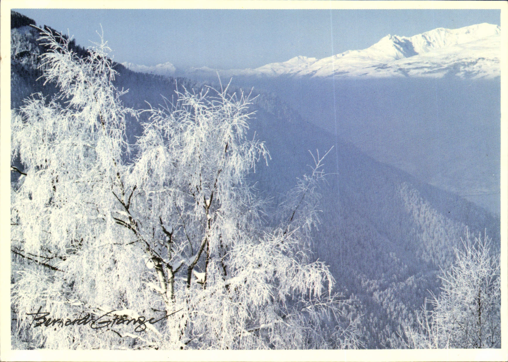 CPM Arbre sous la neige