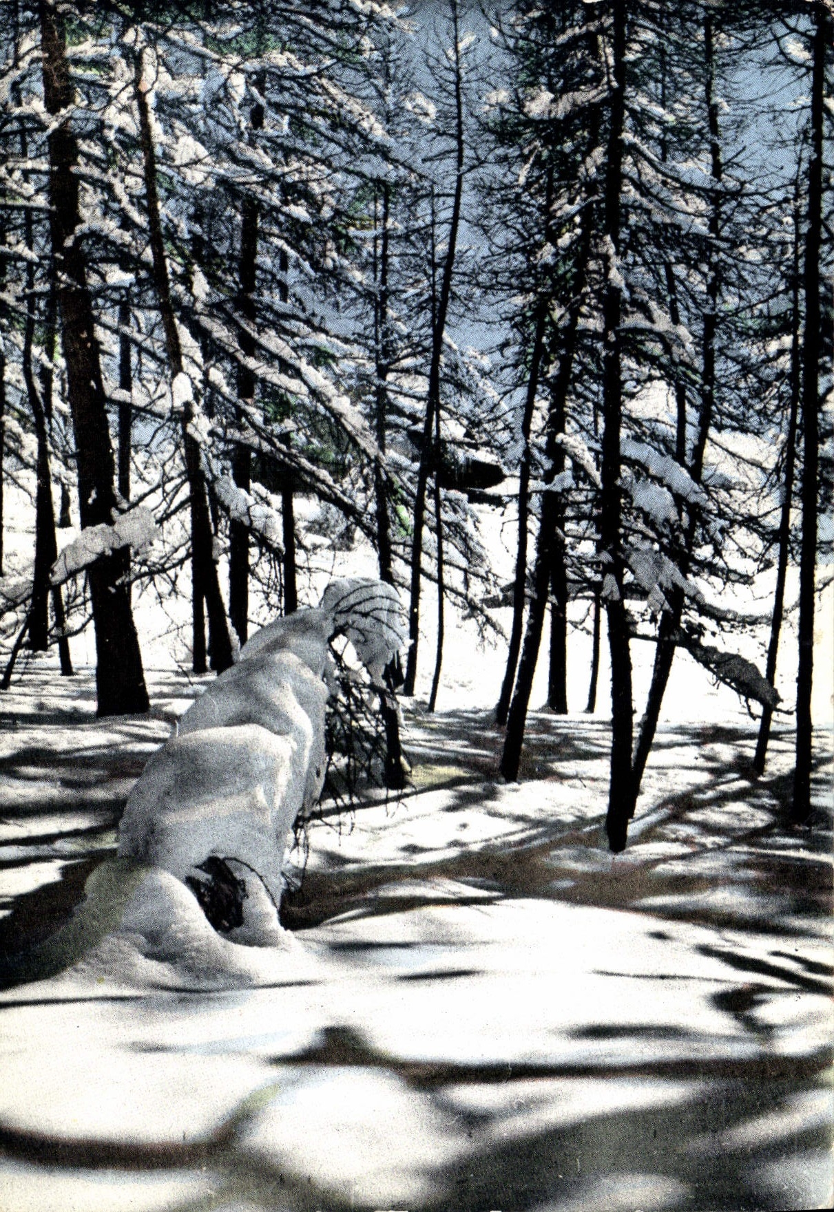 CPM La Cote d'Azur et son arriere pays l'hiver 