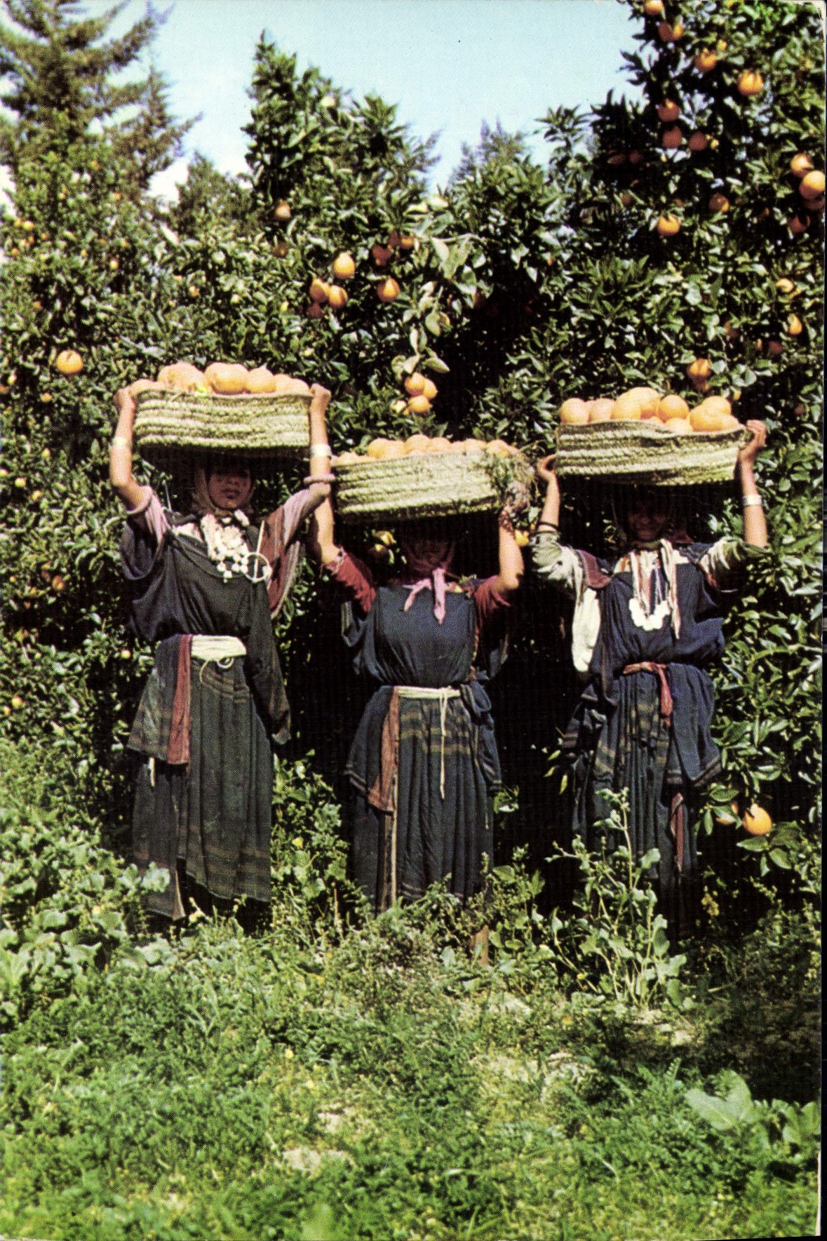 CPM Cueillette des orangers