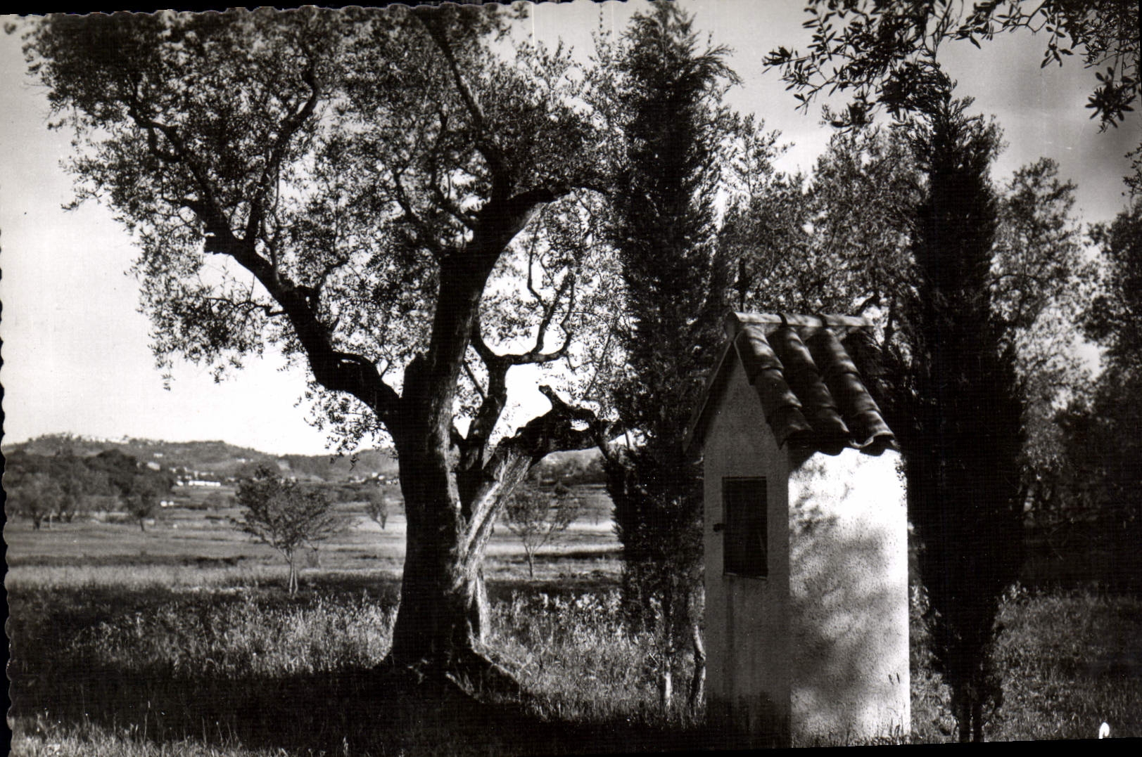 CPM Grasse Alpes Maritimes Au millieu d'oliviers et cypres oratoire des environs 