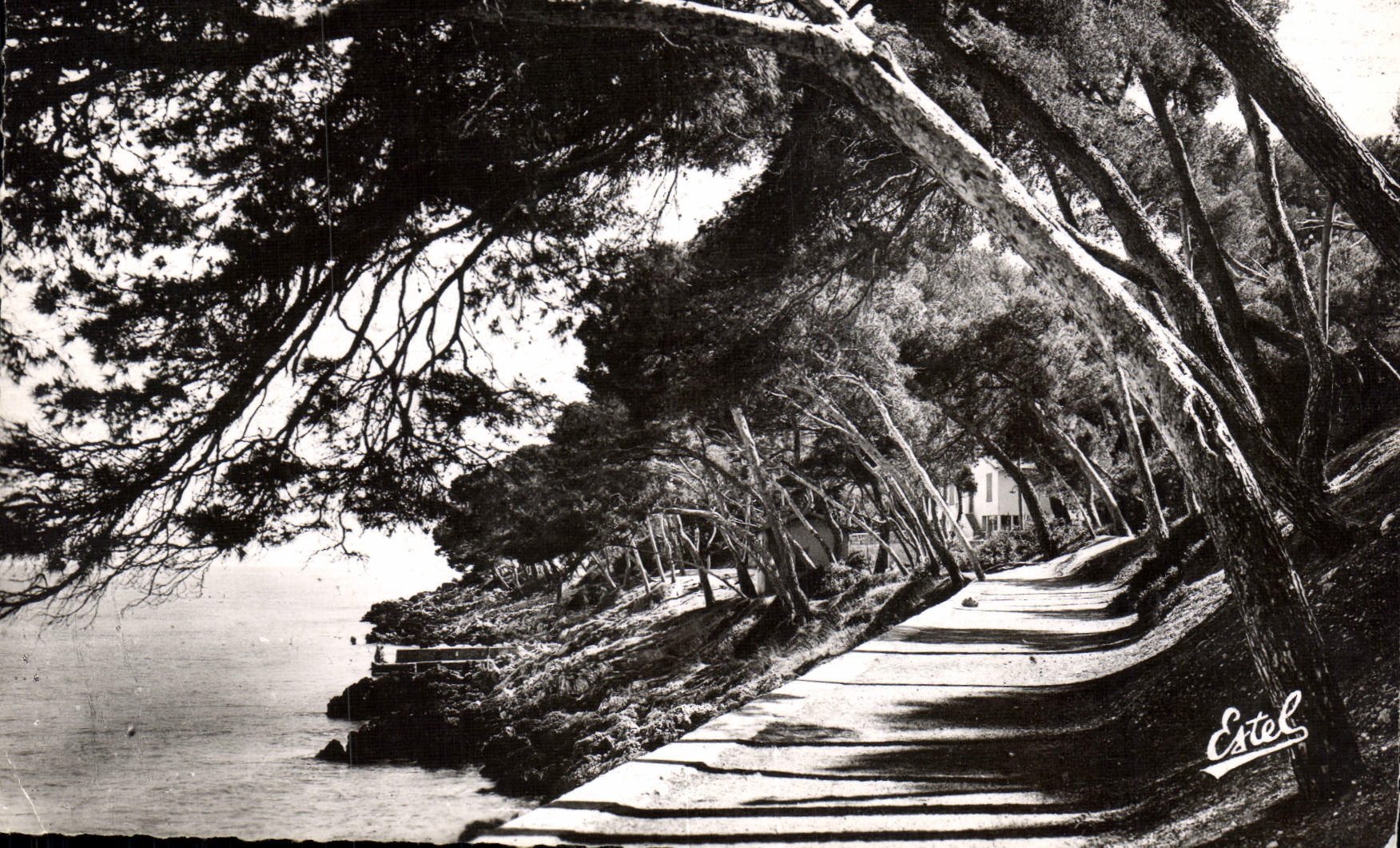 CPM Menton Carnoles La Promenade du Cap Martin 