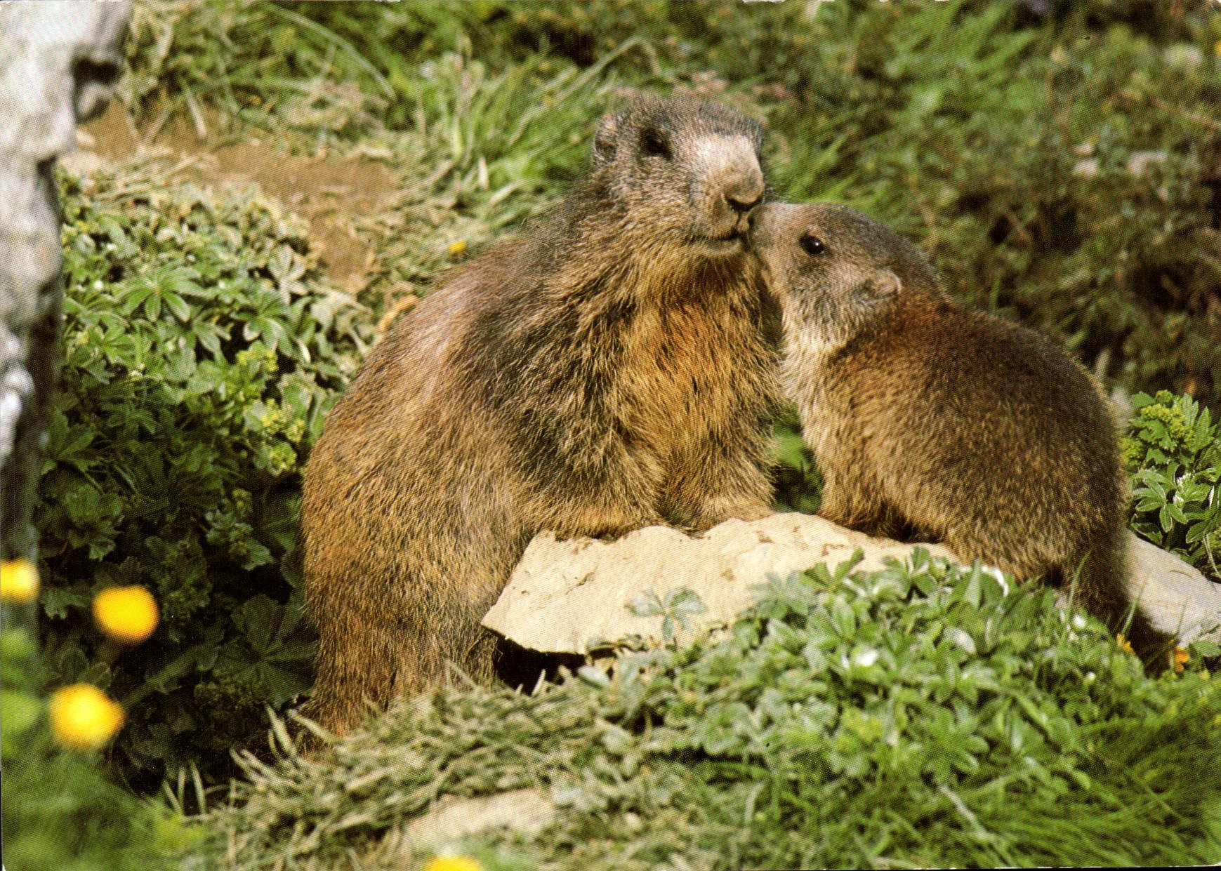 CPM Marmottes 
