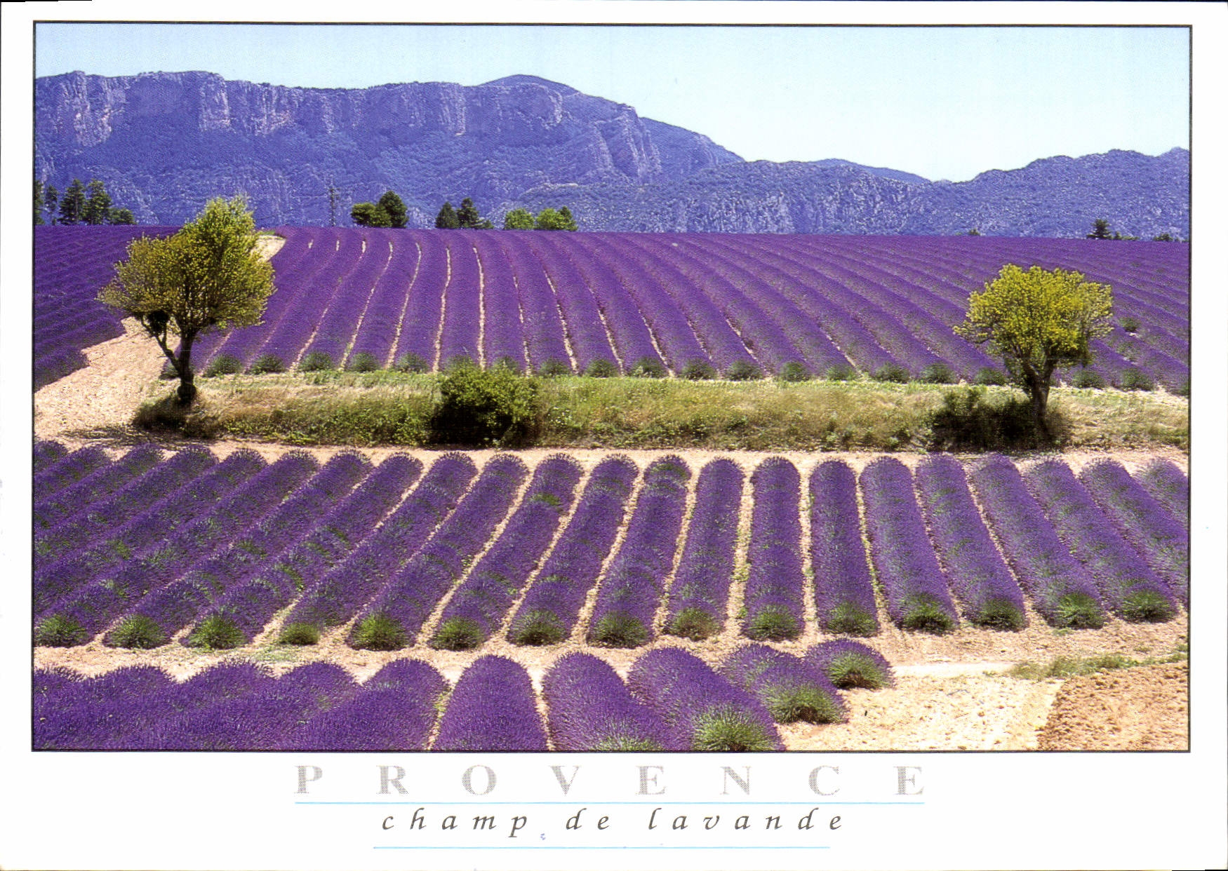 CPM Provence Champ de Lavande
