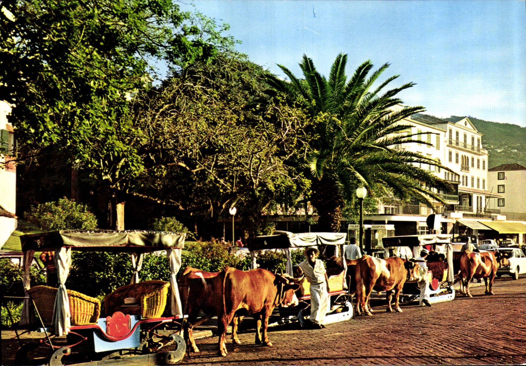 CPM Funchal Madeira Carro de bois 
