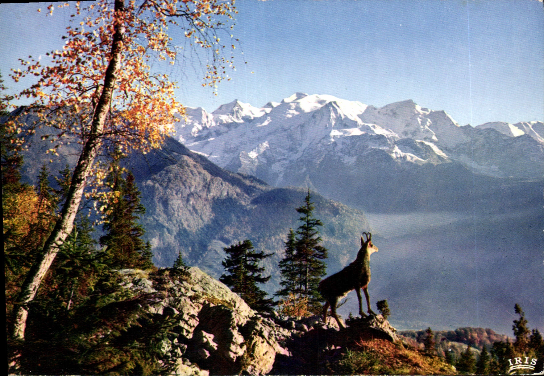 CPM Le chamois des Alpes 